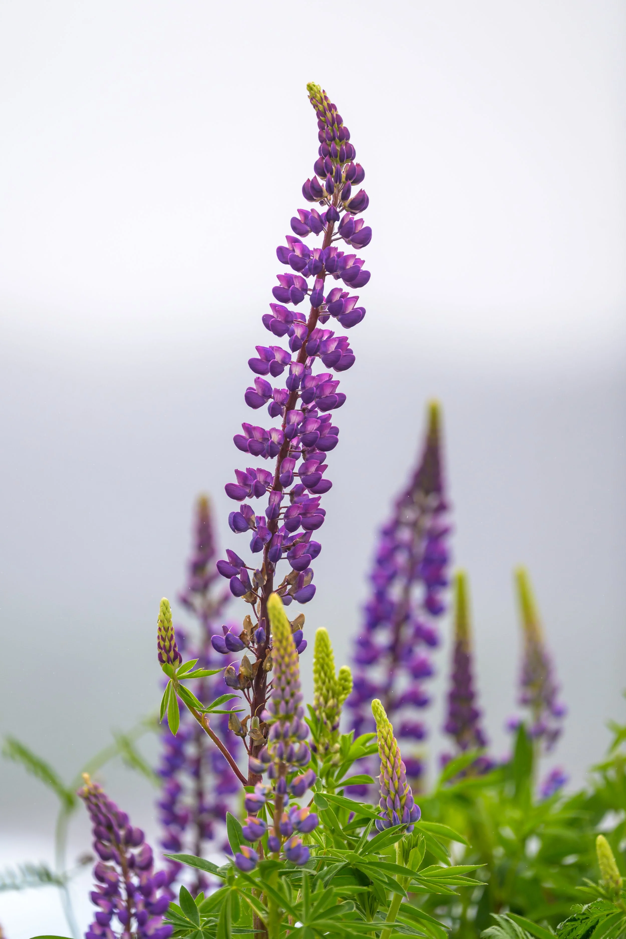 Lupin Love Language