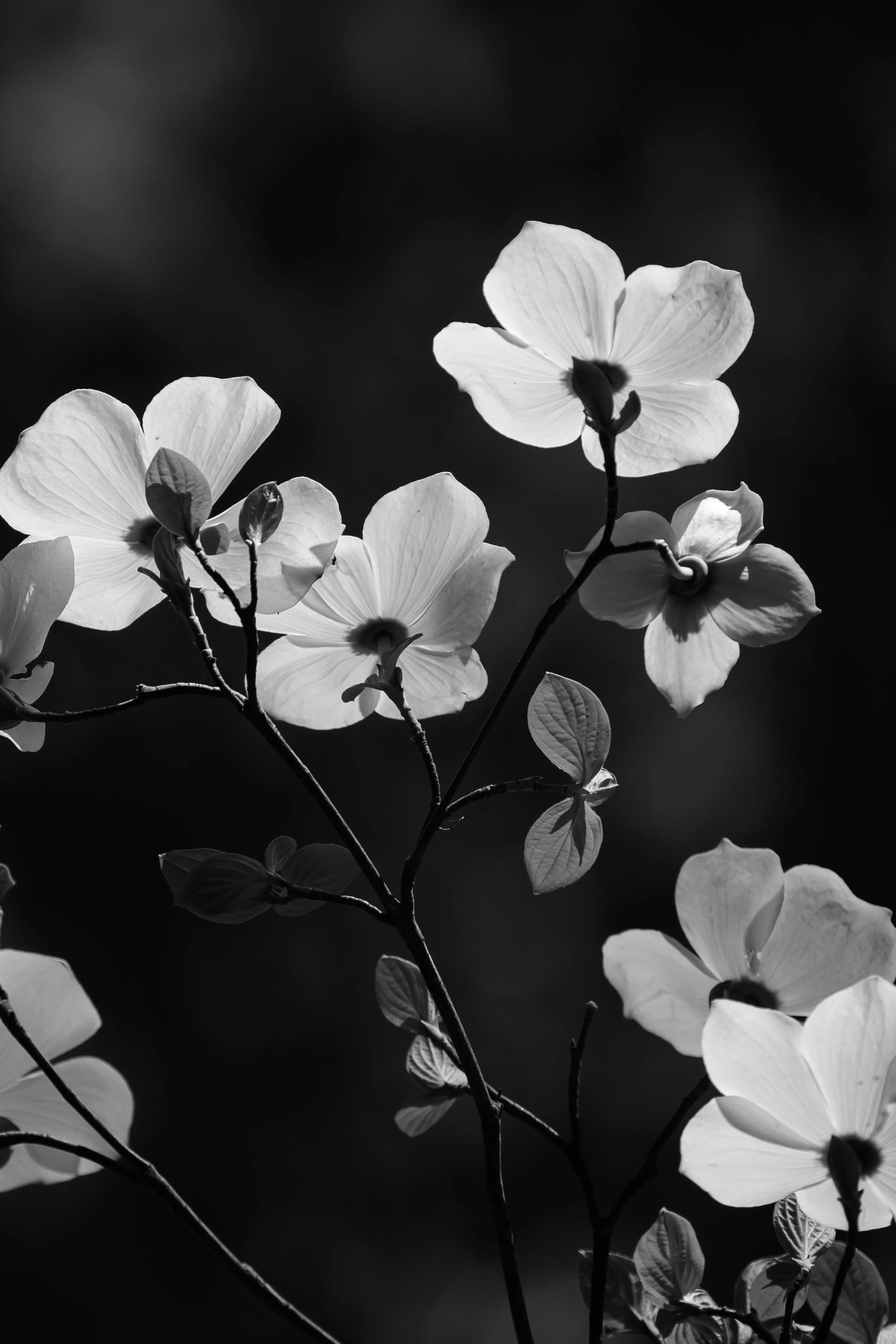 NZF_0140.jpg