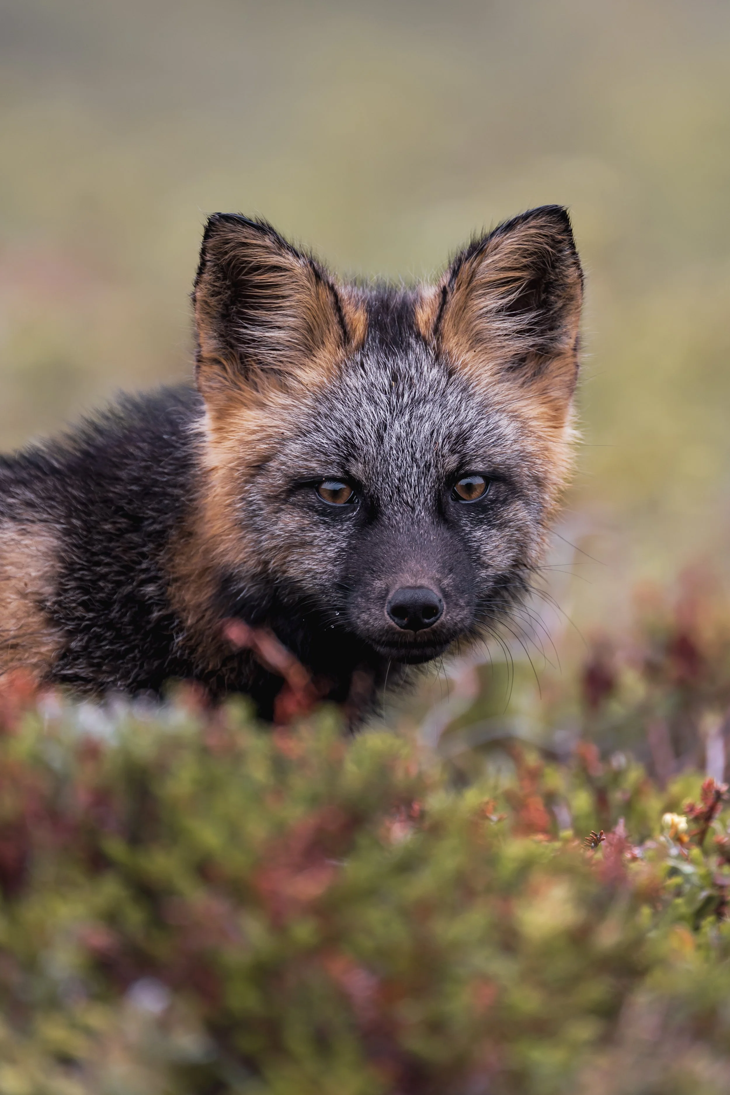 A Fox a Day