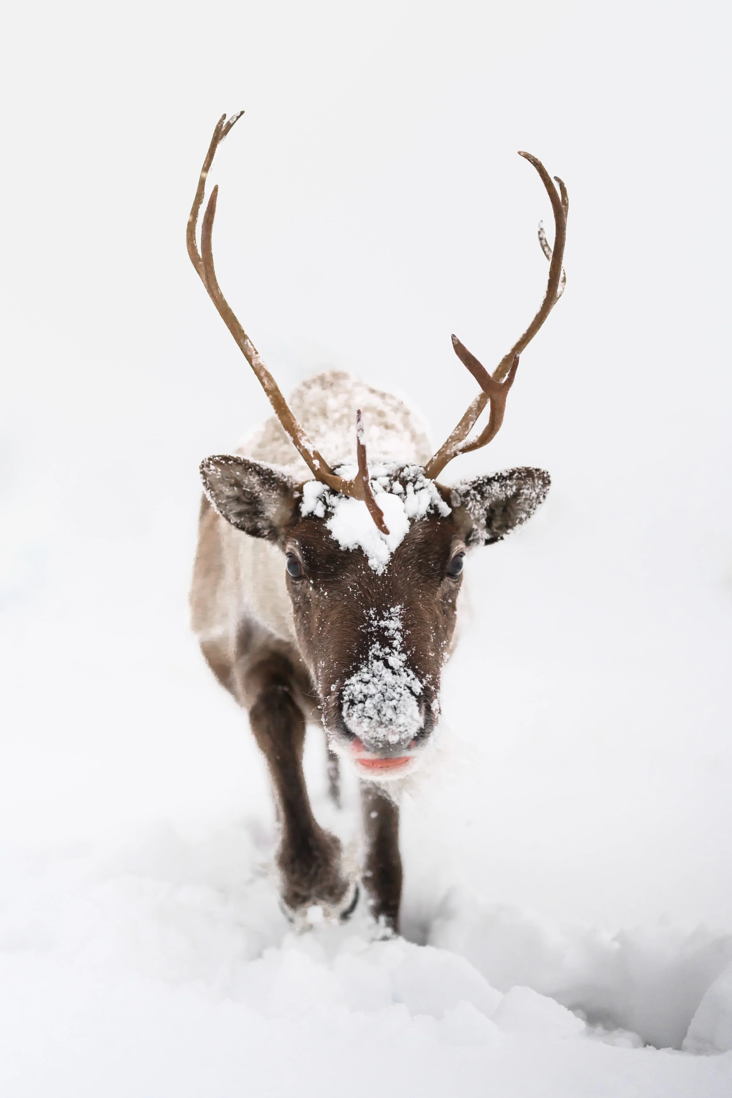 Welcome to the North