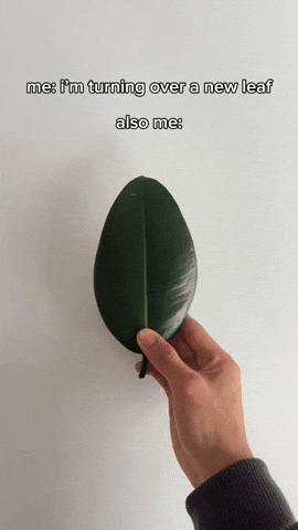 giphy (82).gif