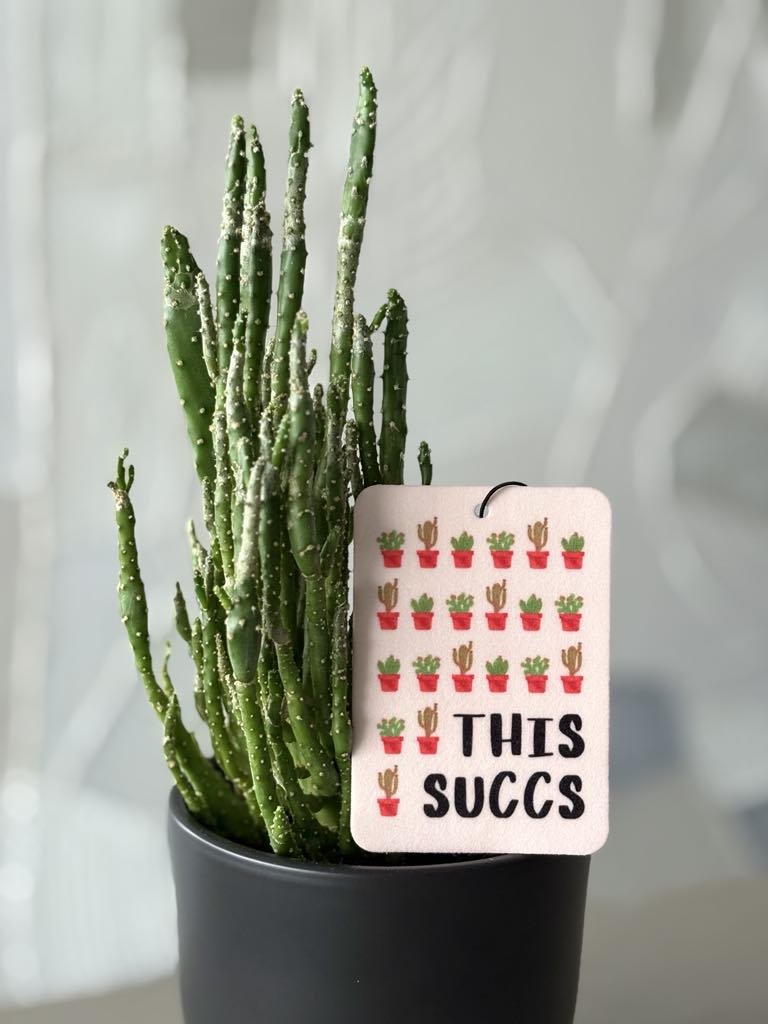 This Succs.jpg