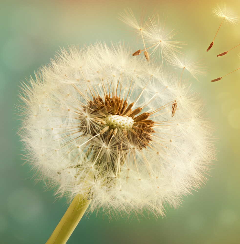 From Gratitude to Integration