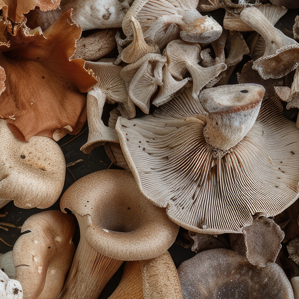 The Magical Mushroom