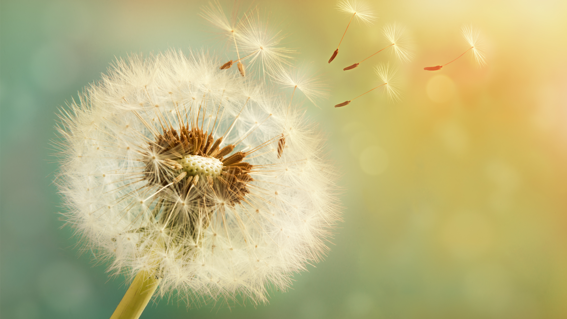 Dandelion seed head beginning to disperse, with a few seeds blowing away.