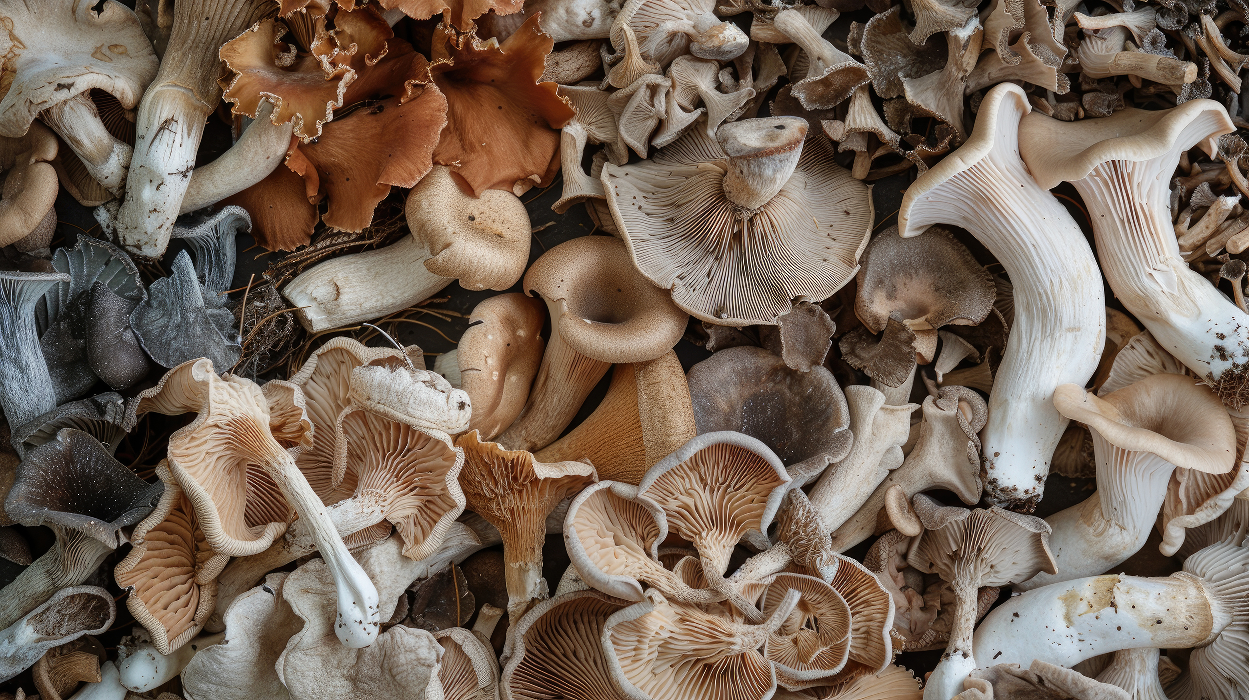 Close-up view of assorted edible mushrooms in a variety of shapes, sizes, and earthy colors