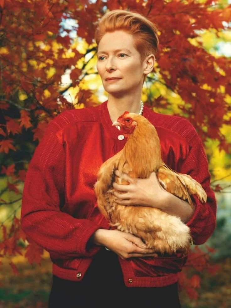 La poule qui ne couvait rien (histoire vraie)