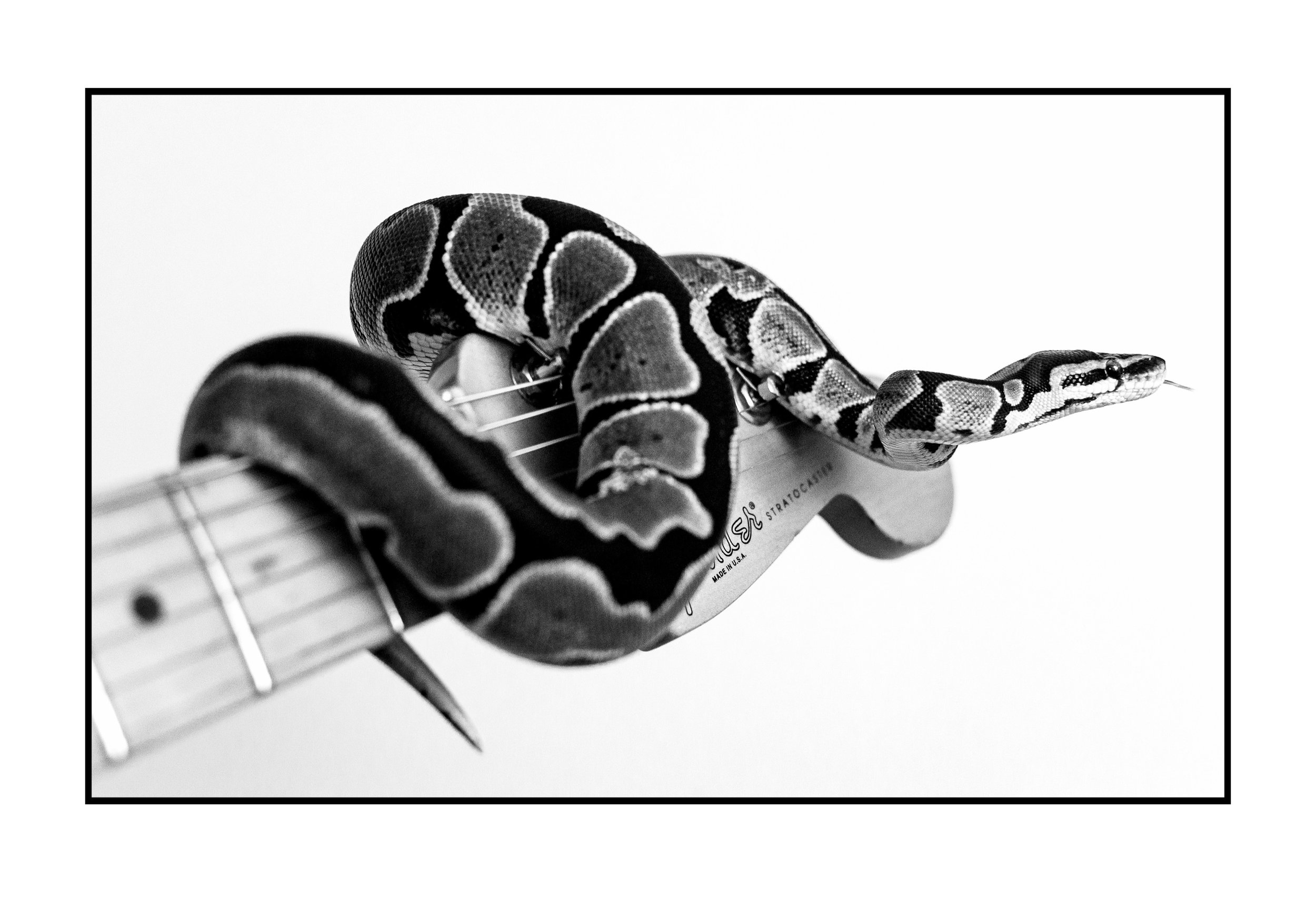 Headstock Rebel - Print