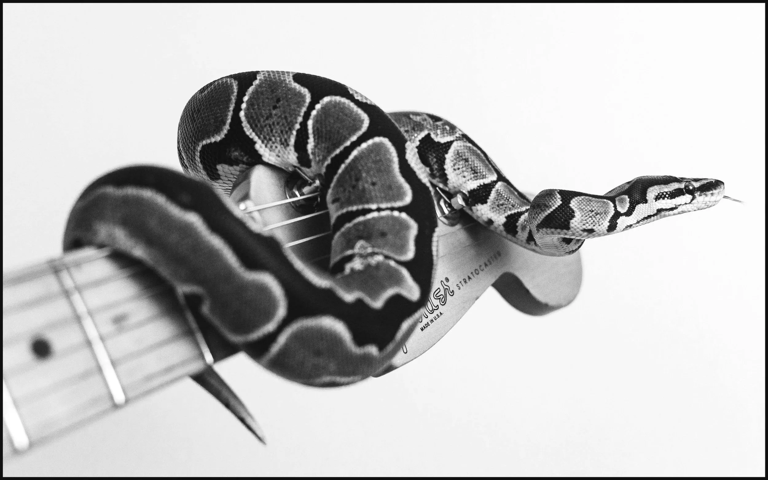 Chili%2BSnake.jpg