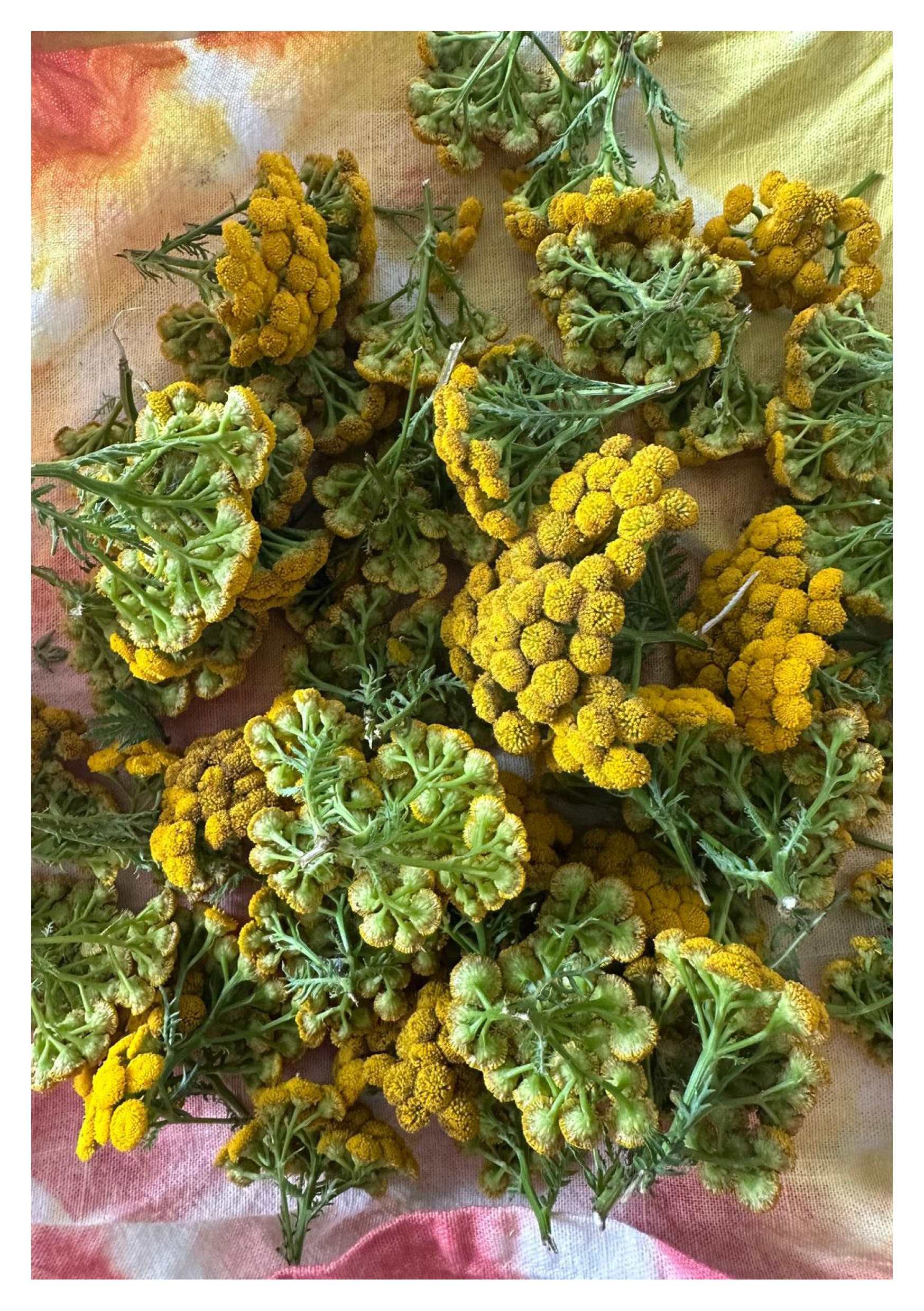 ABERGAVENNY: Introduction to Natural Dyeing • Saturday 27th June