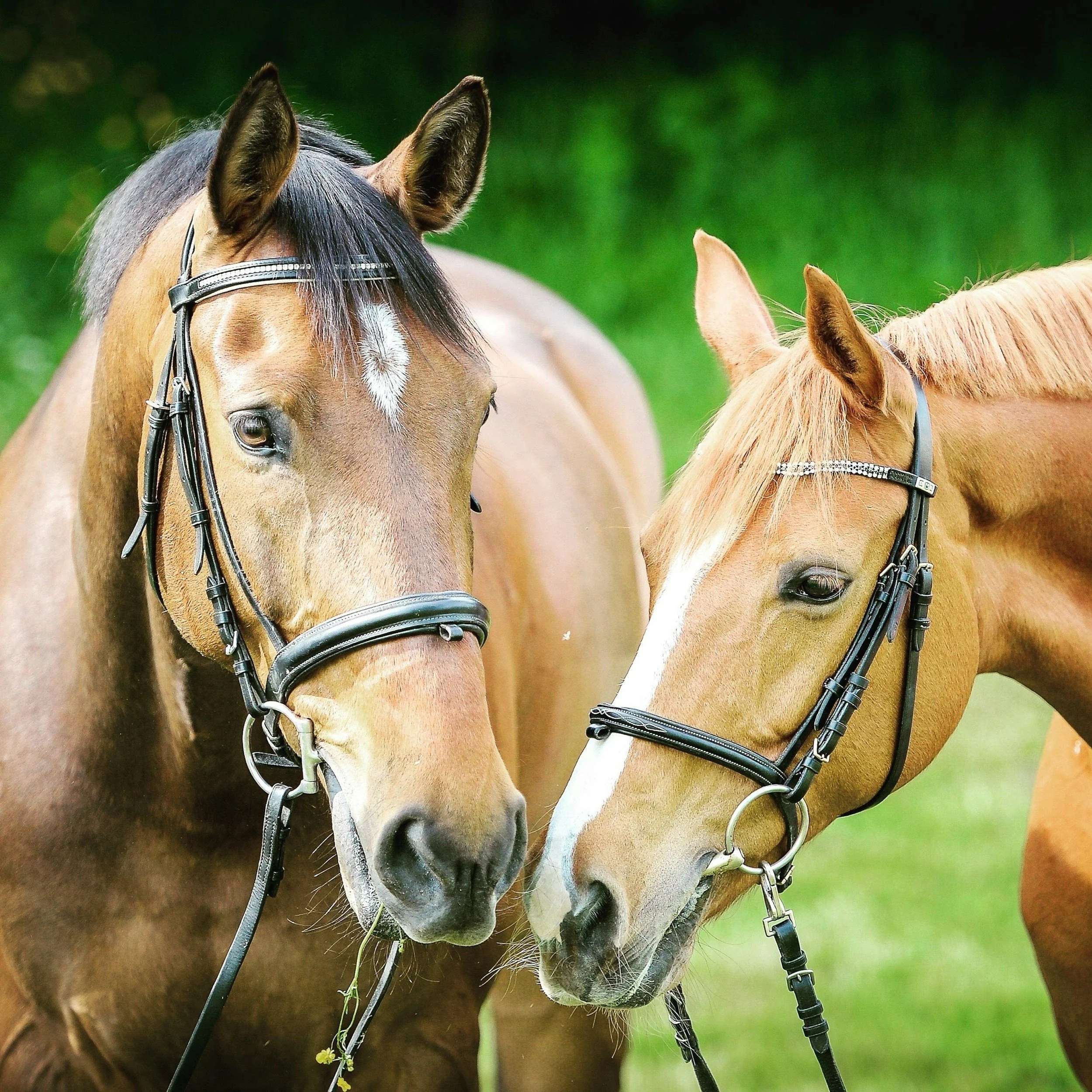 Expert equine veterinary services to care for your horse's health including diagnostics, reproductive, dentistry, lab services, preventative, emergency, and on-farm care at the White Valley Veterinary Clinic in Lumby, British Columbia, Canada.