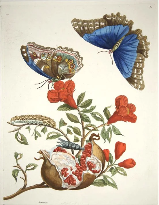 merian_butterfly_print.jpg