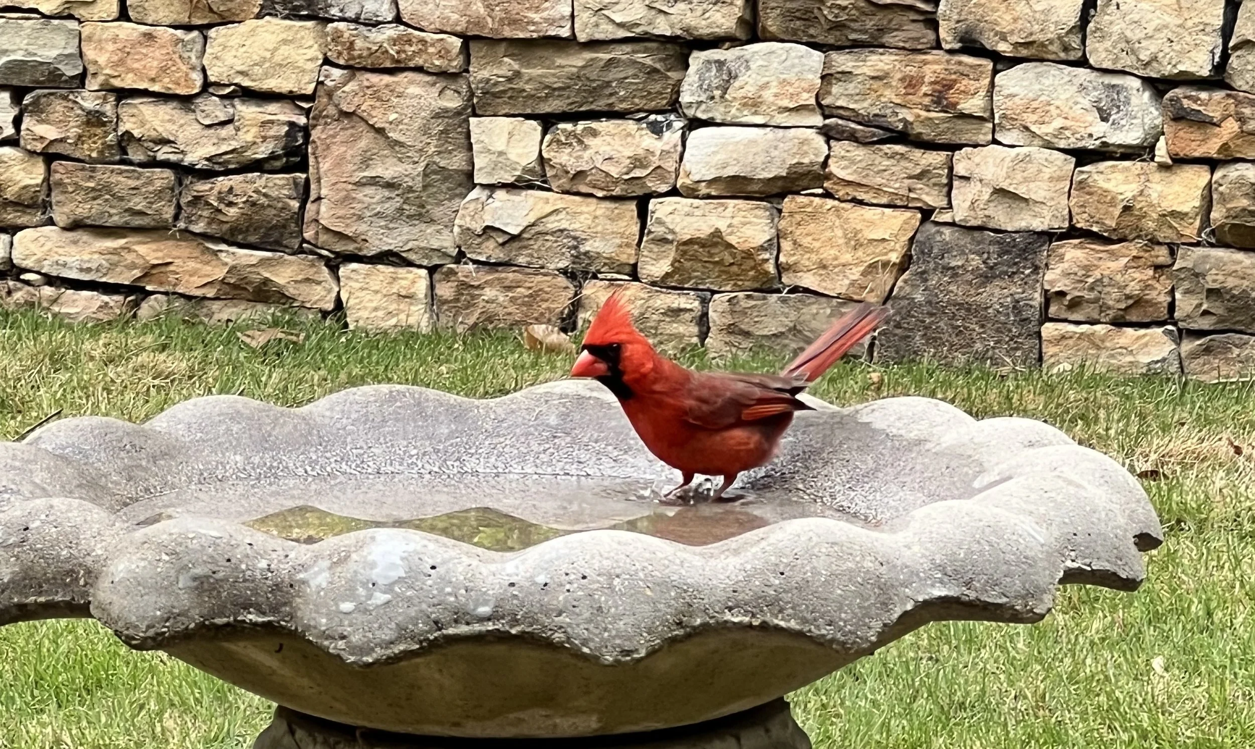 Why the birds don’t sing