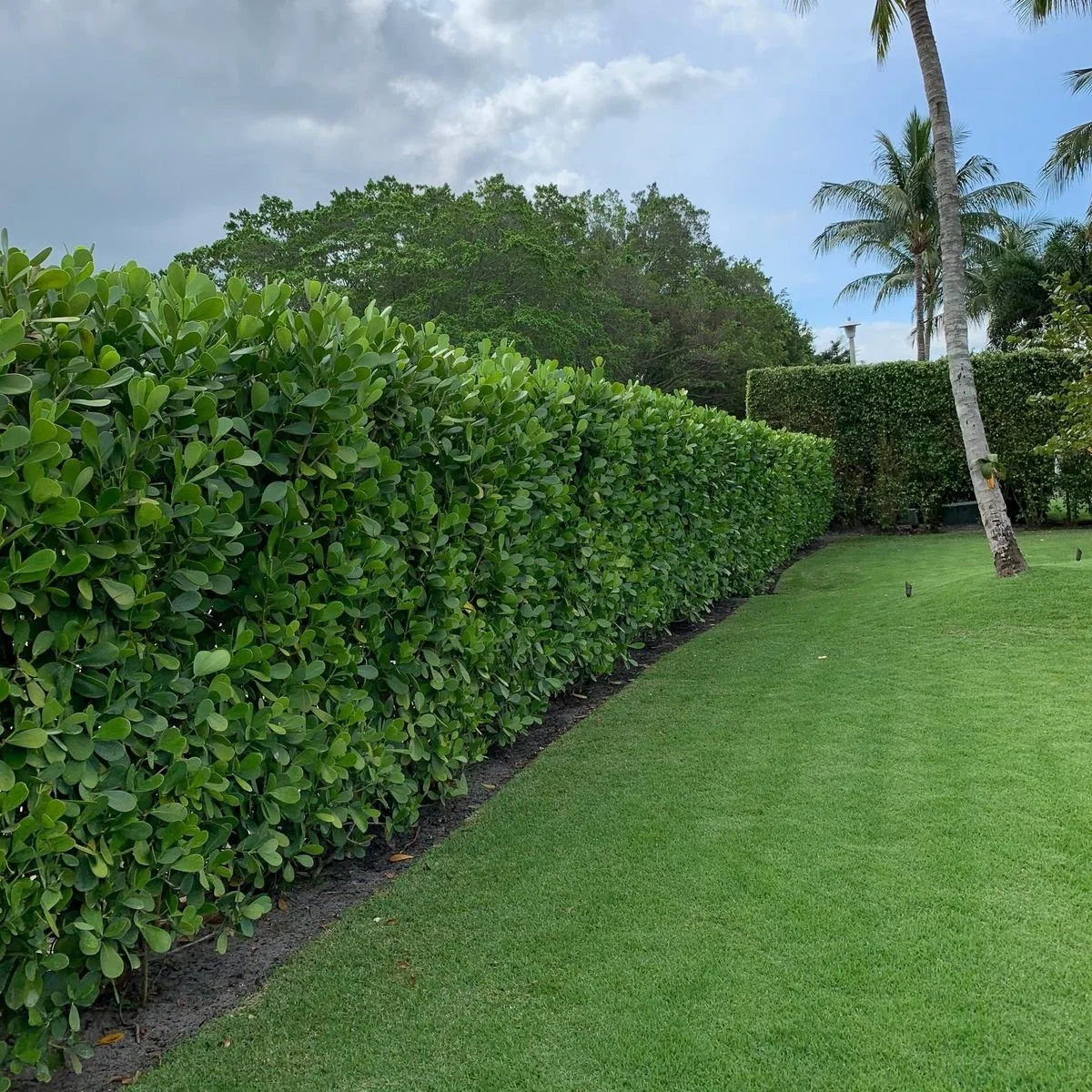 Clusia vs Podocarpus vs Viburnum: Best Privacy Hedges for Southwest Florida Homes
