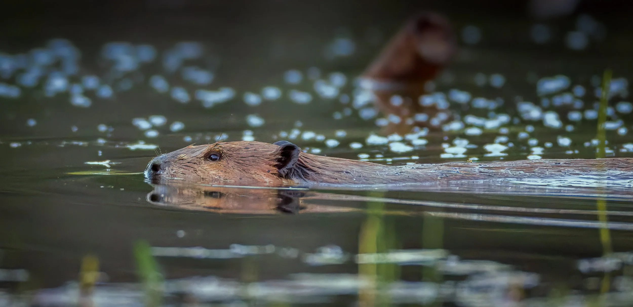 Beaver Boardwalk, Alberta, Canada