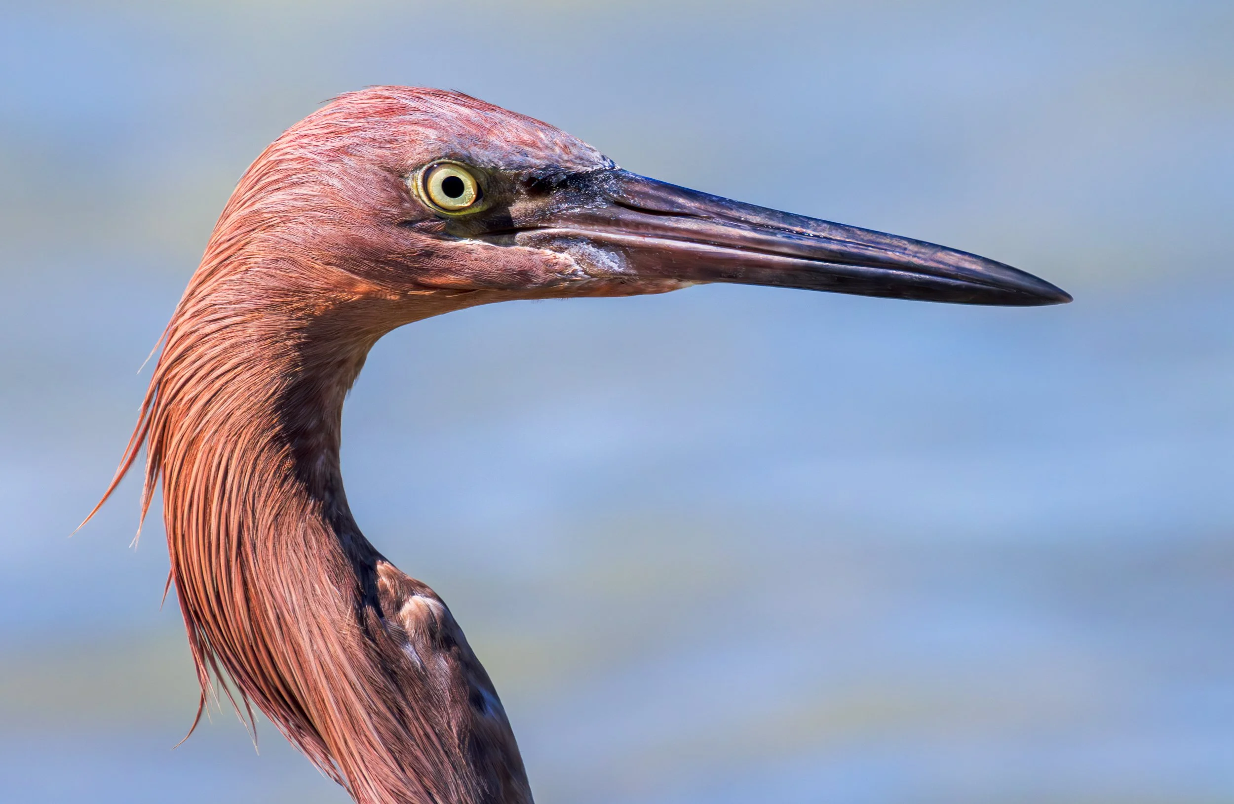 Reddish Egret portrait, La Paz, Mexico