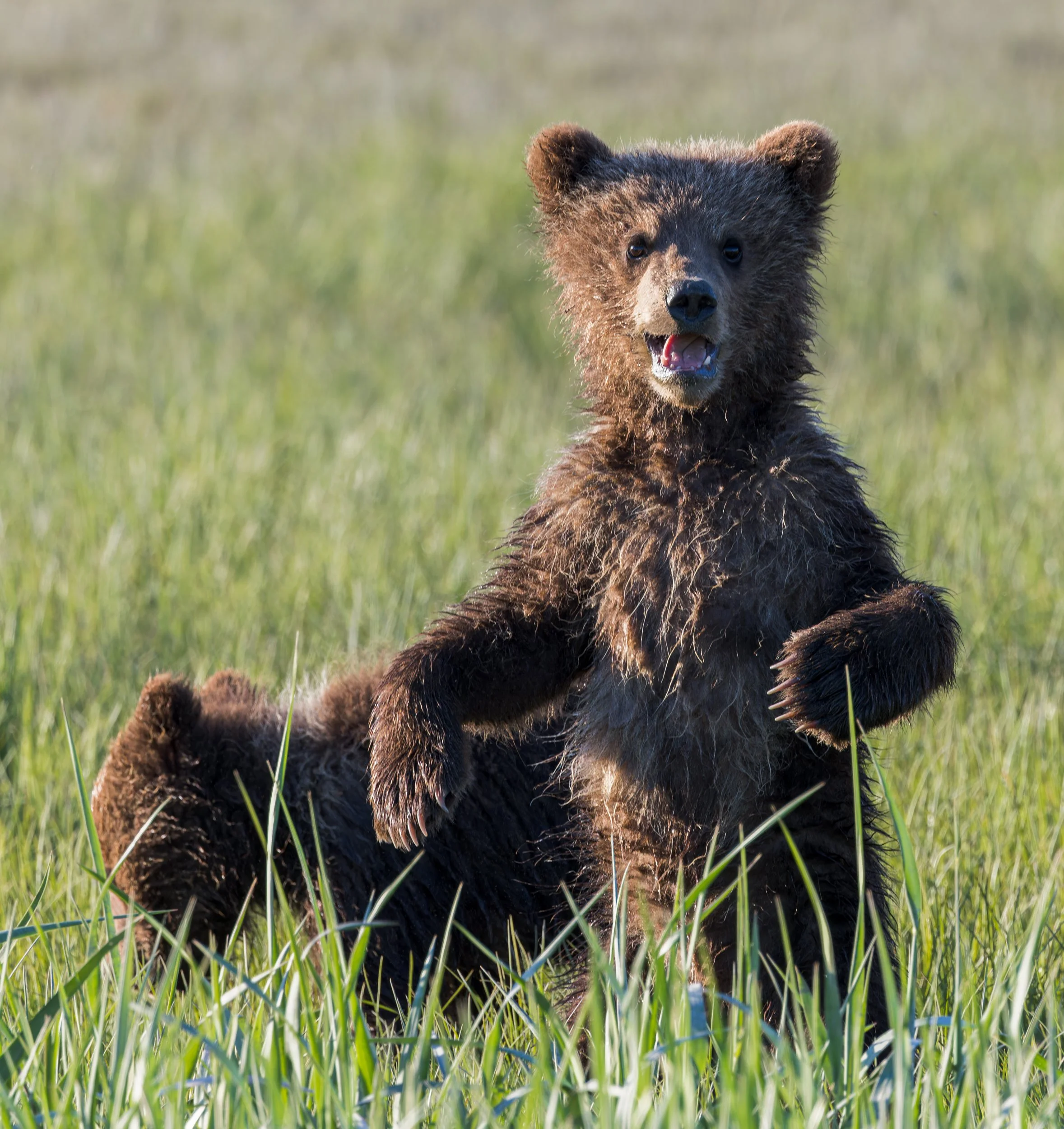 Brown Bear Cub Greeting, Lake Clark NP