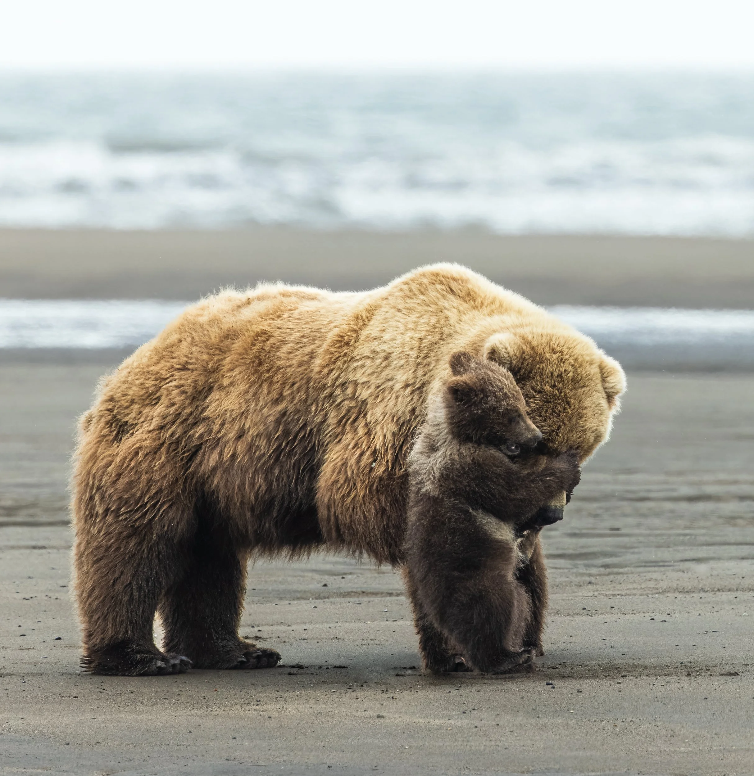 Brown Bear Cub Tussles With Mother, Lake Clark NP
