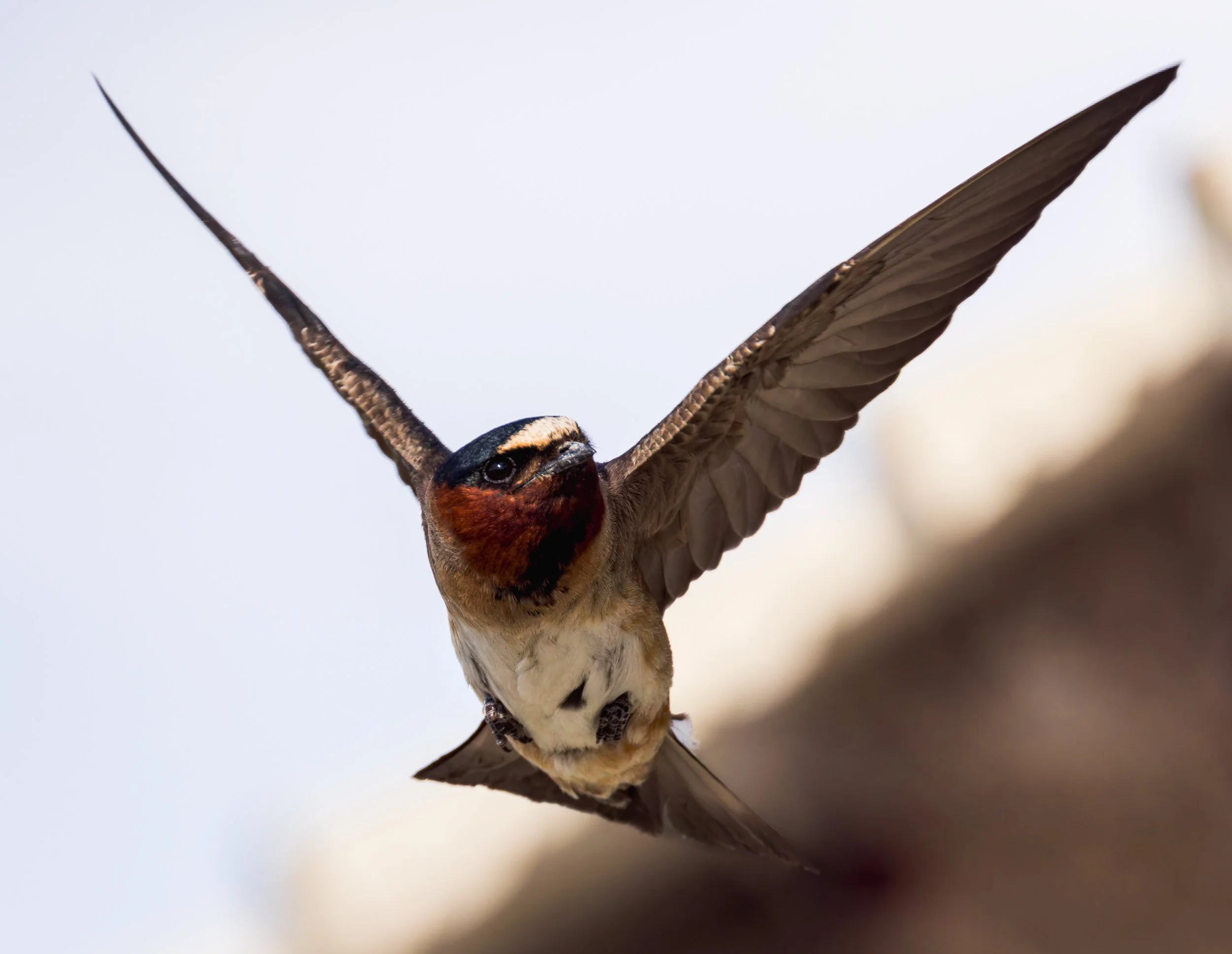 Cliff Swallows