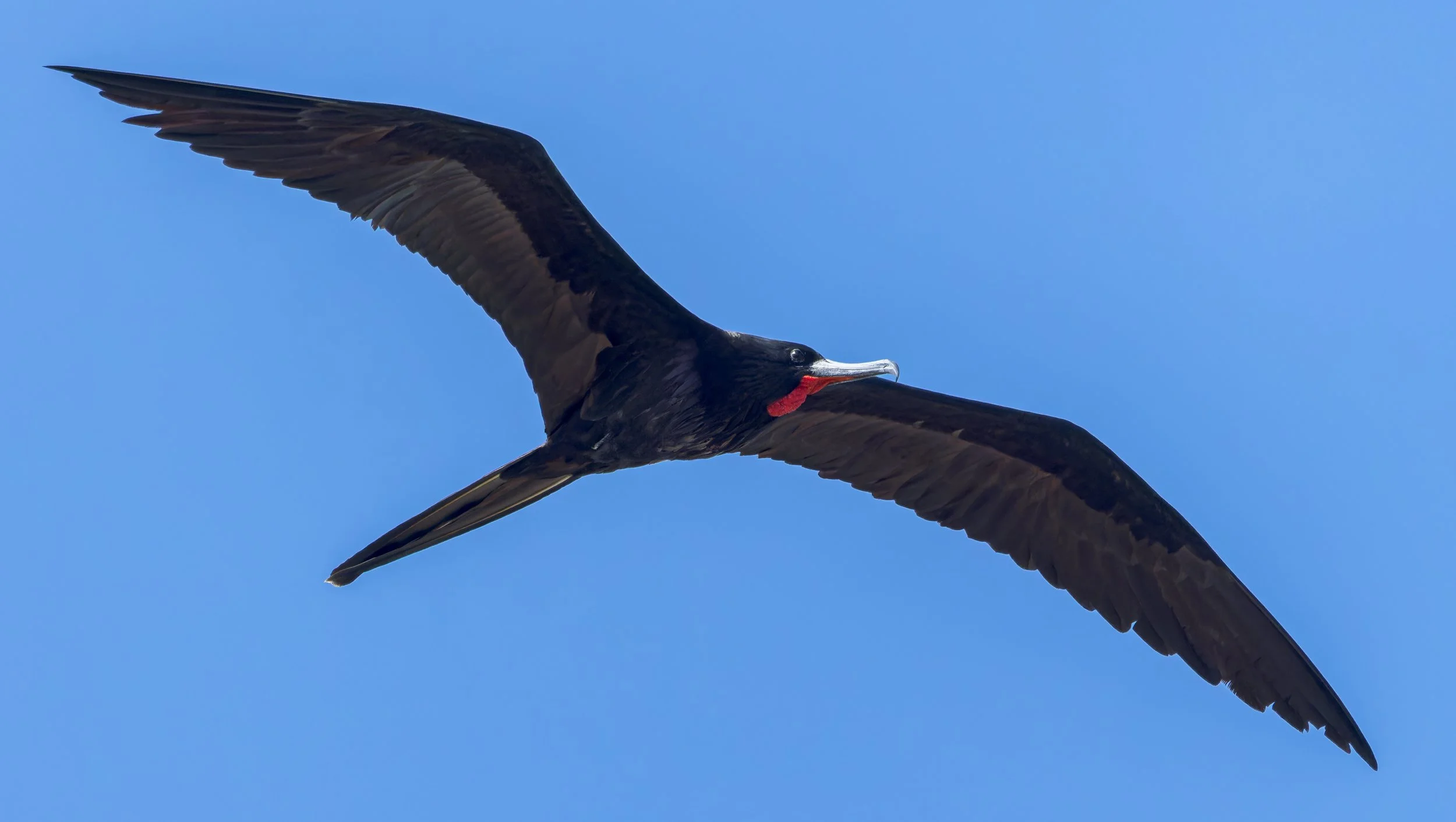 Frigatebird