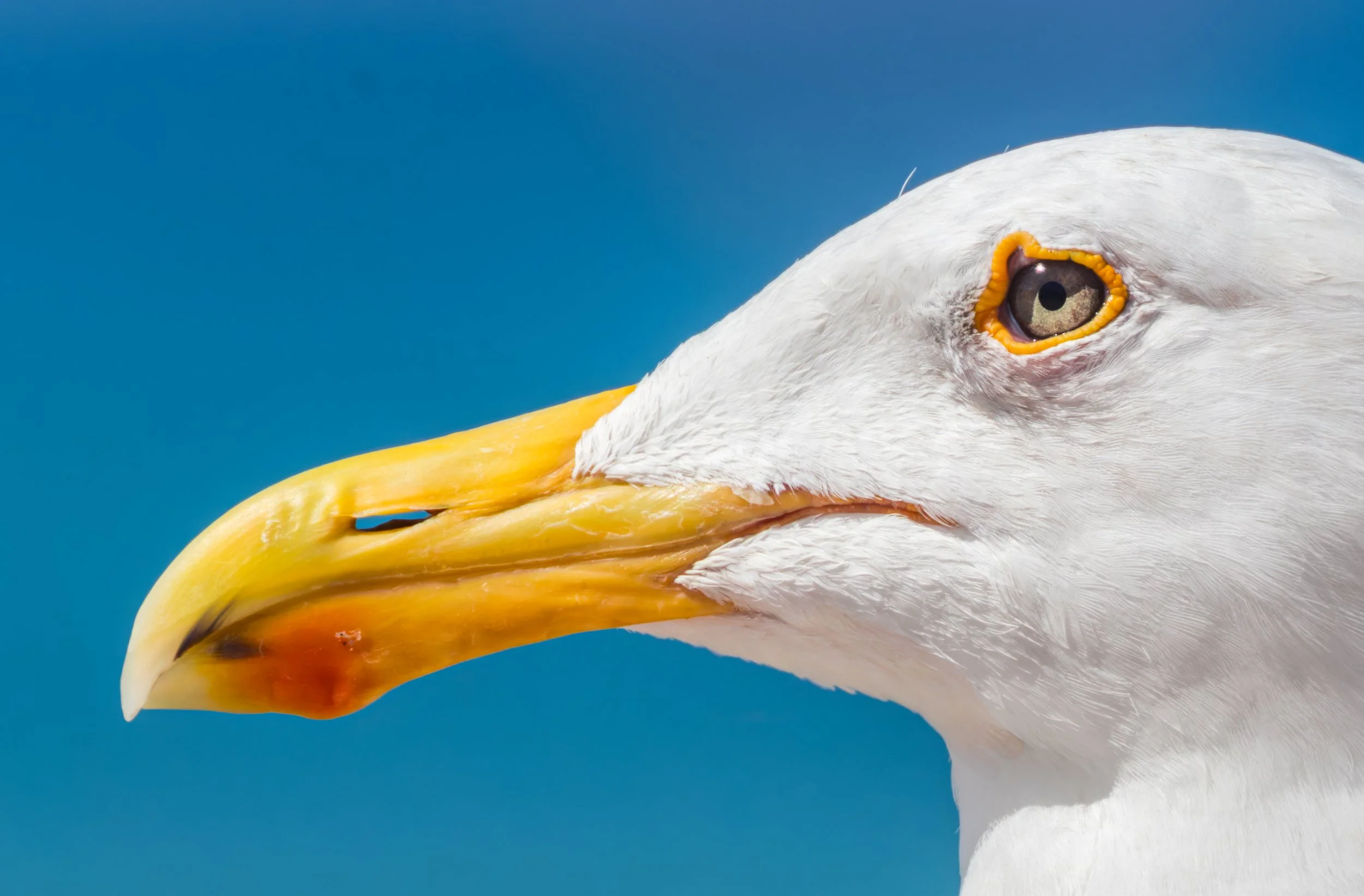 Yellow-footed Gull