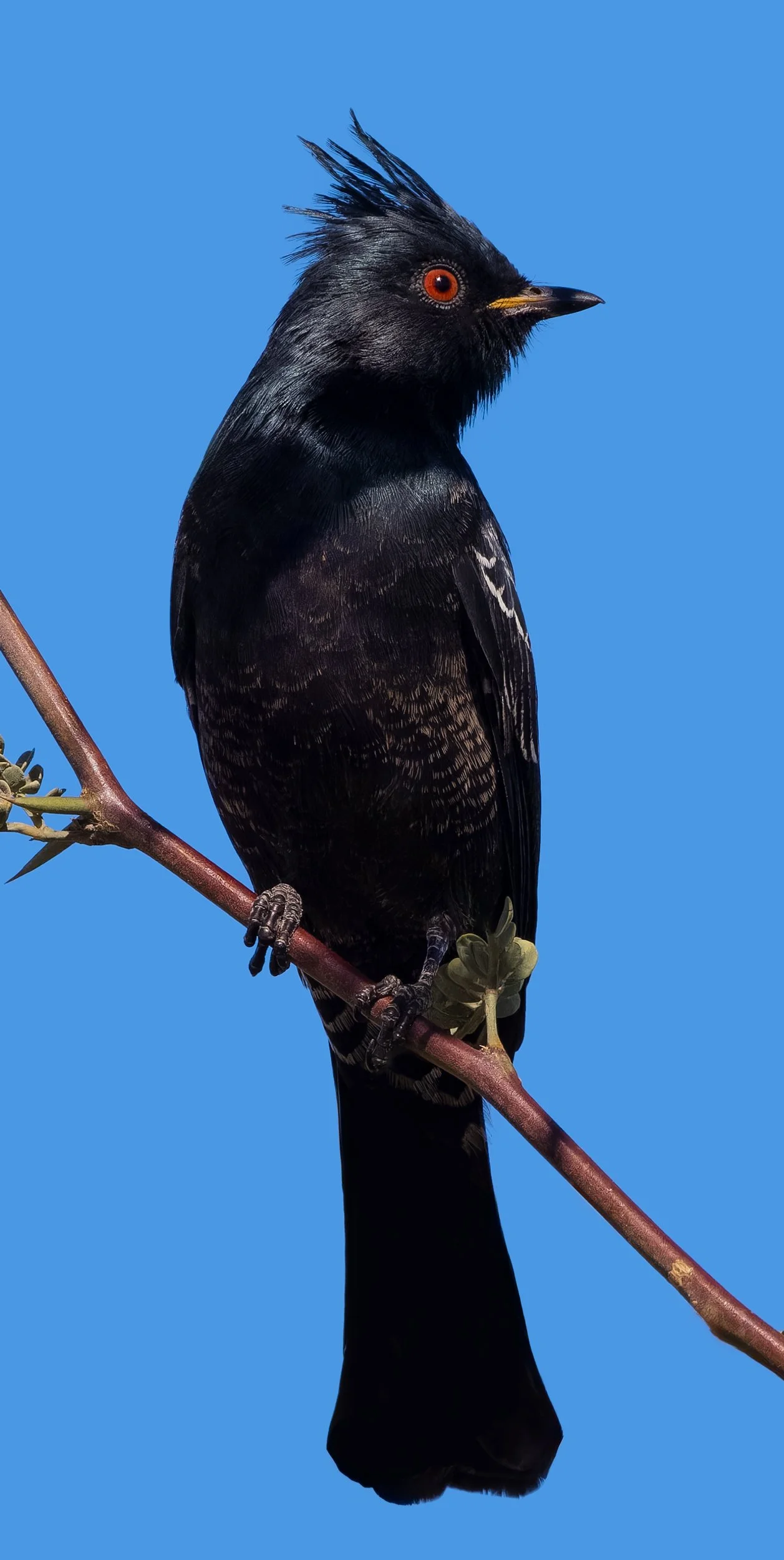 Phainopepla