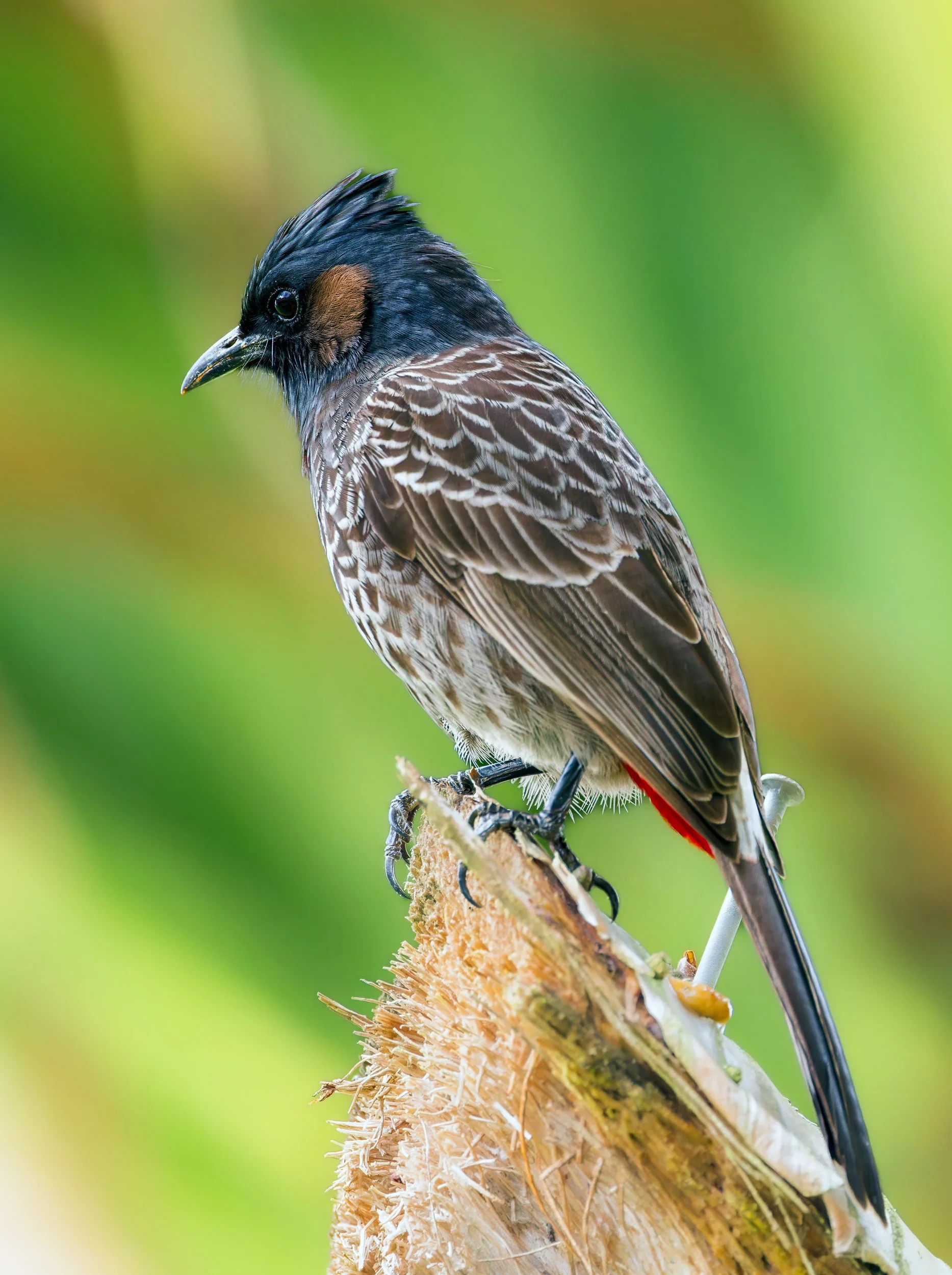 Red-vented Bulbul