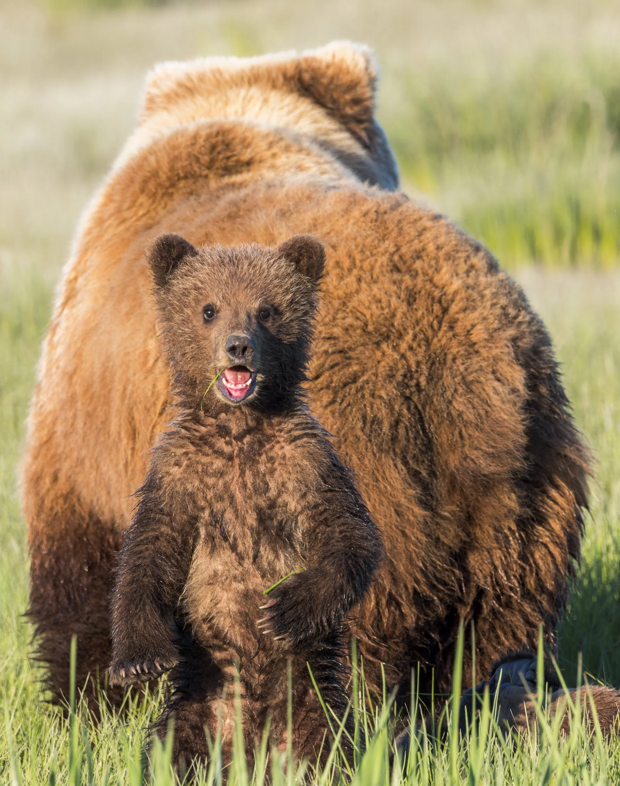 Curious Brown Bear Cub, Lake Clark NP