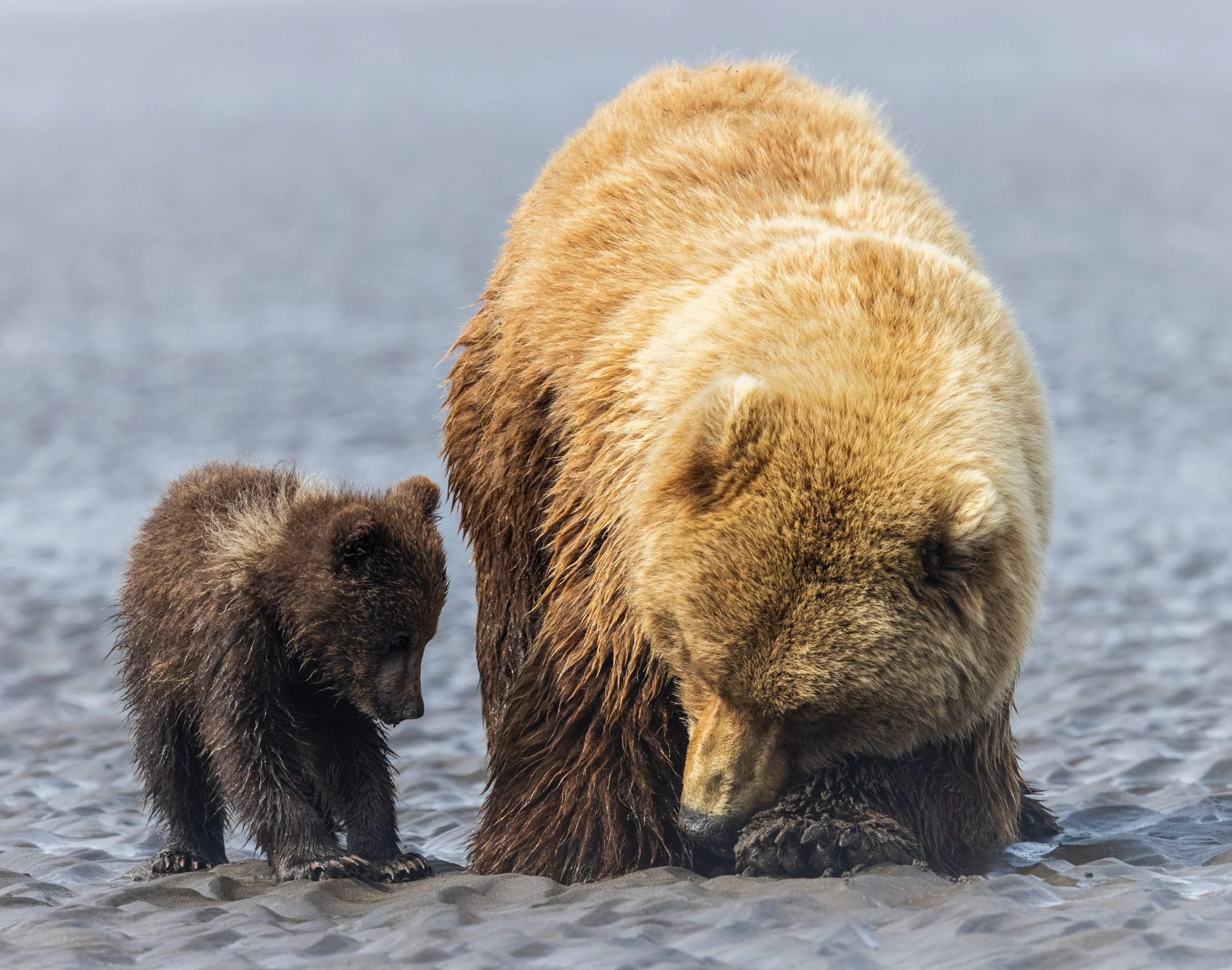 Mother Brown Bear Teaches Cub How To Dig For Clams, Lake Clark NP