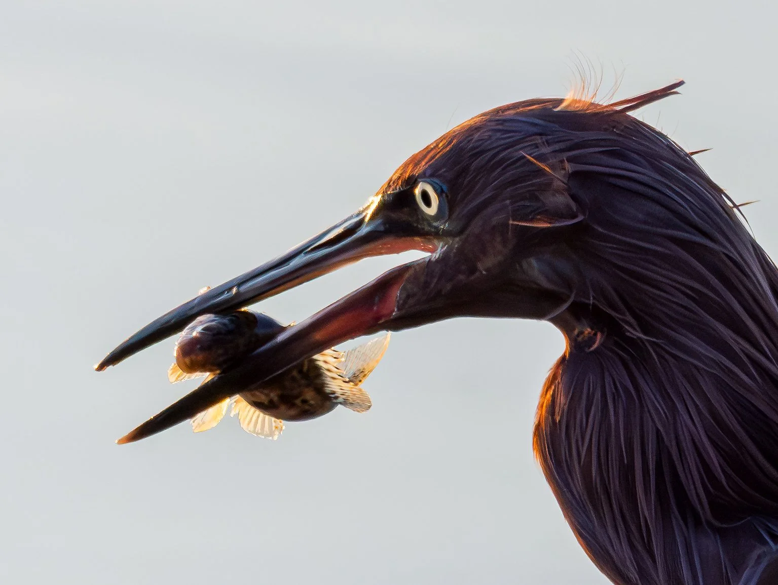 Reddish Egret catches fish, La Paz, Mexico