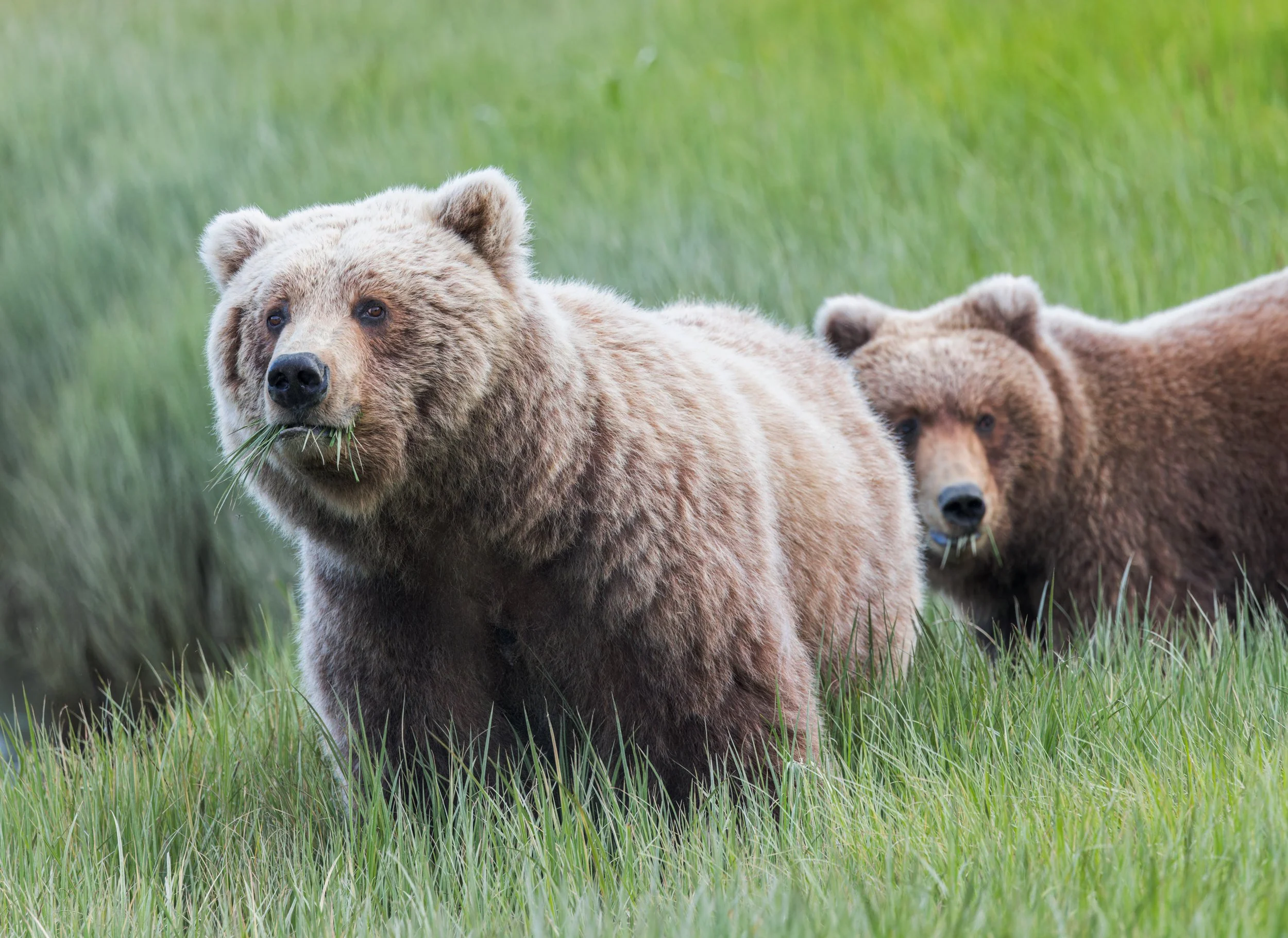 Female Brown Bears Dine On Sedge At Lake Clark, NP