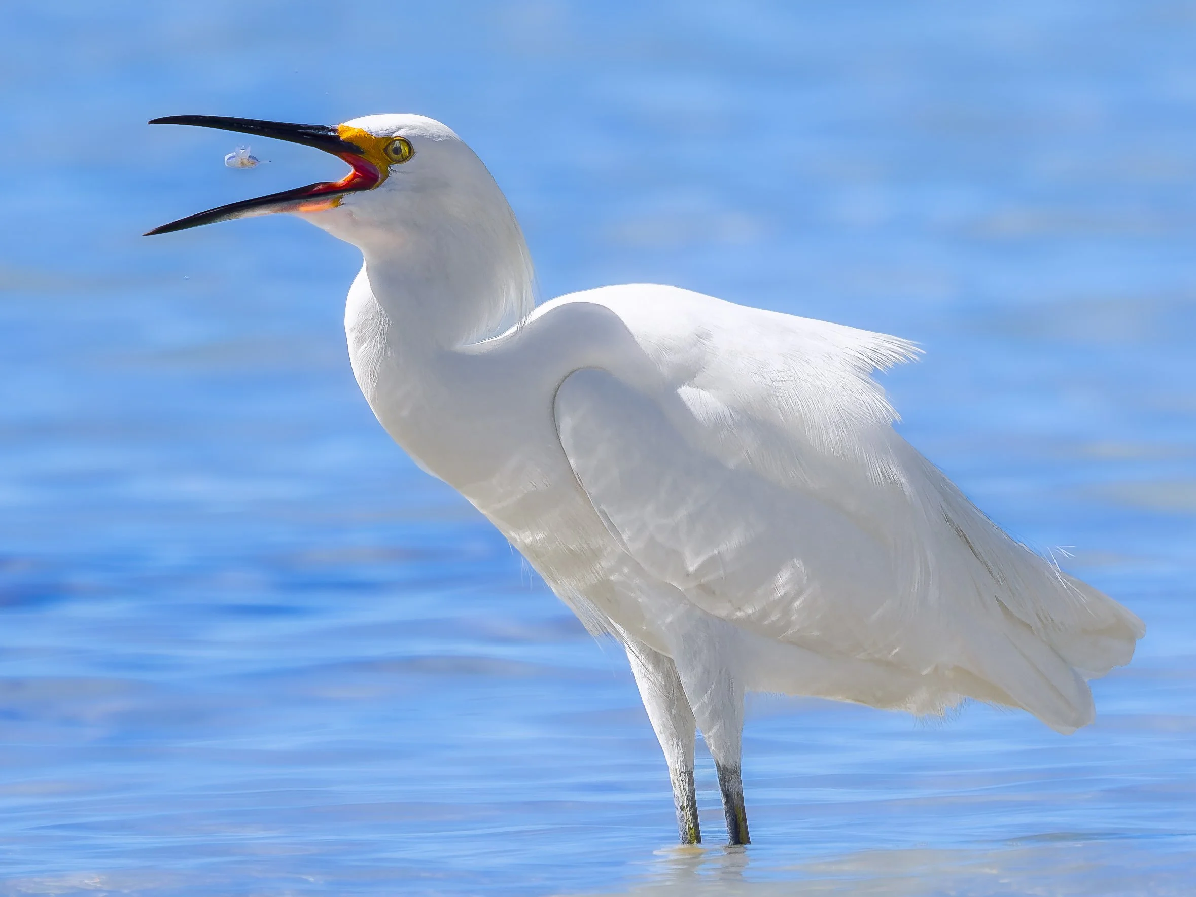 Snowy Egret catches shrimp, La Paz, Mexico