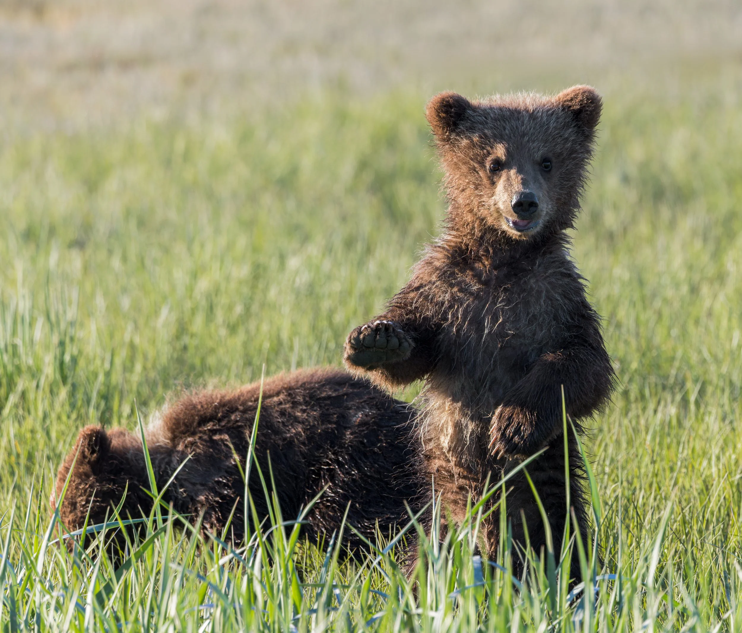 Brown Teddy Bear Hello, Lake Clark NP