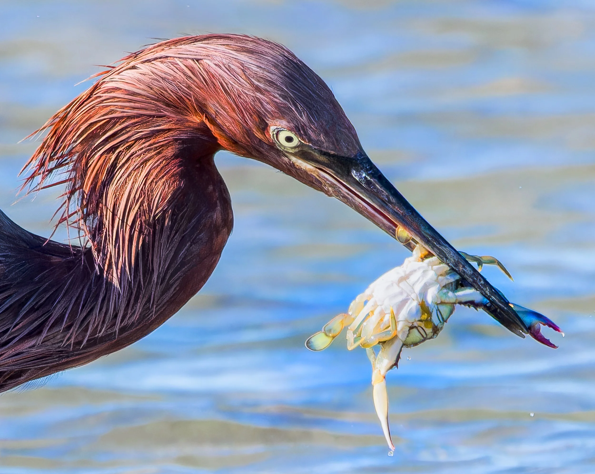 Reddish Egret catches crab, La Paz, Mexico
