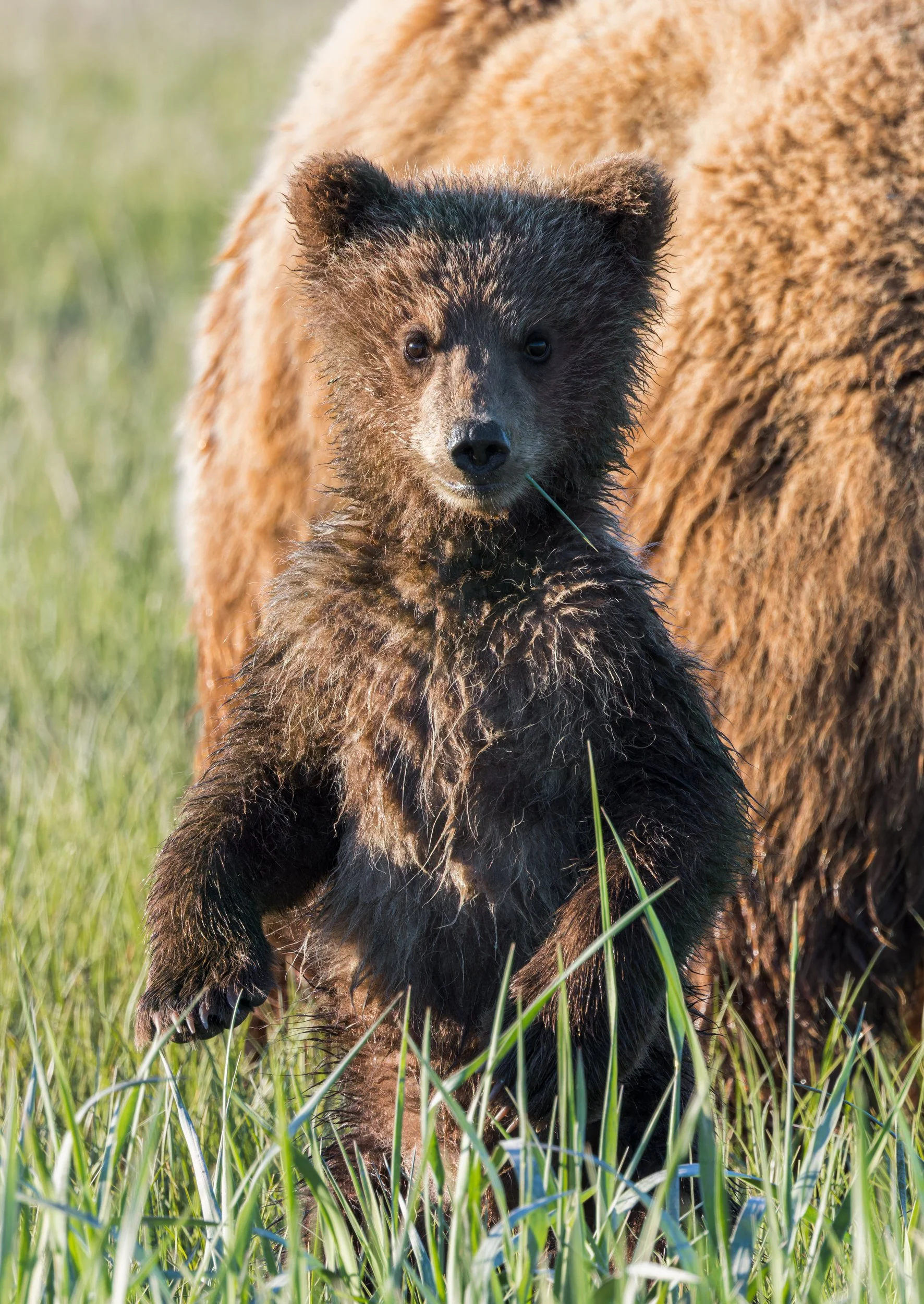 Brown Bear Cub Says Hello, Lake Clark NP