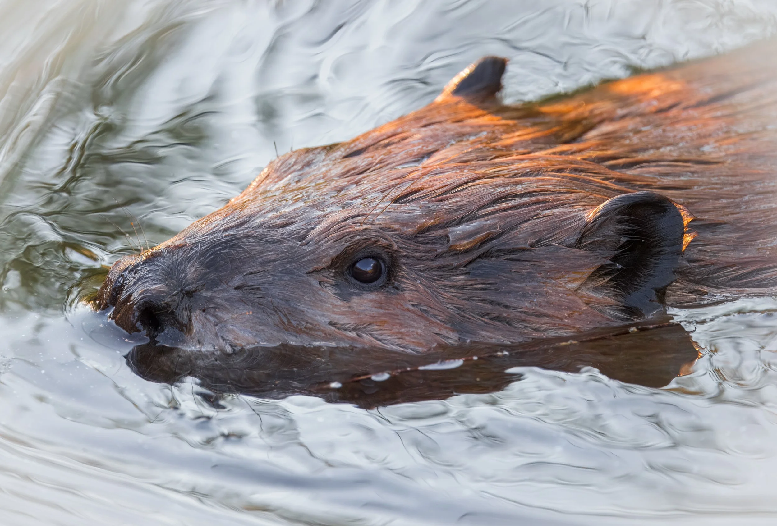 Beaver Boardwalk, Alberta, Canada