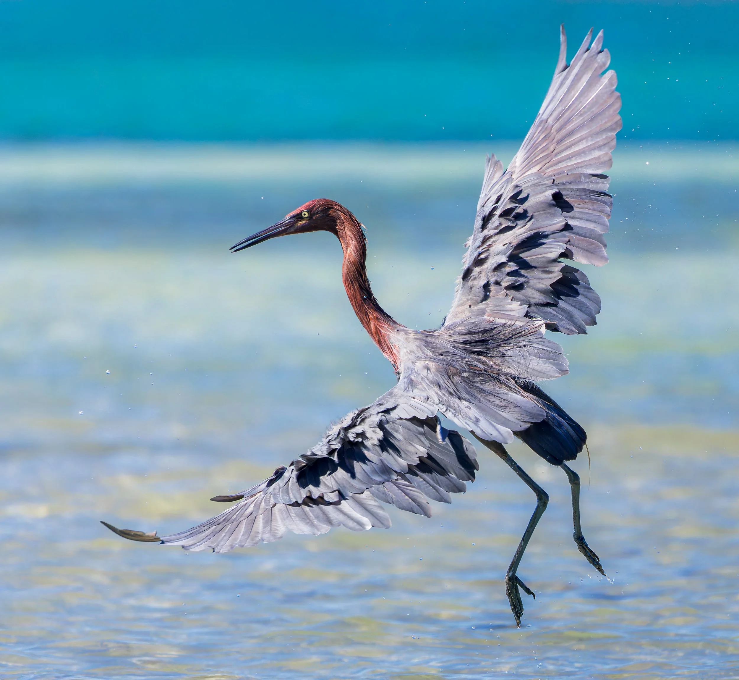 Reddish Egret takes flight, La Paz, Mexico