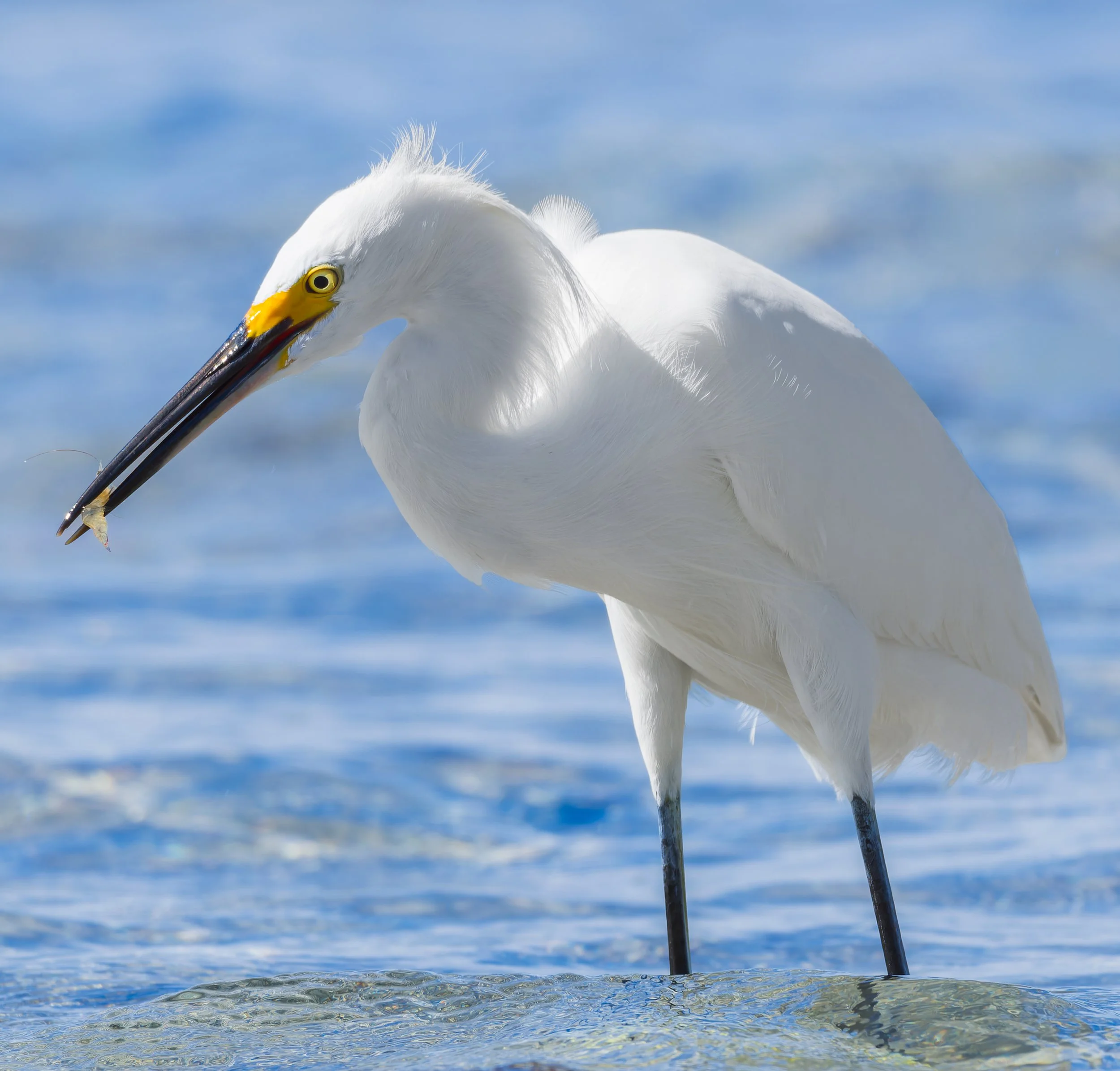 Snowy Egret catches shrimp, La Paz, Mexico