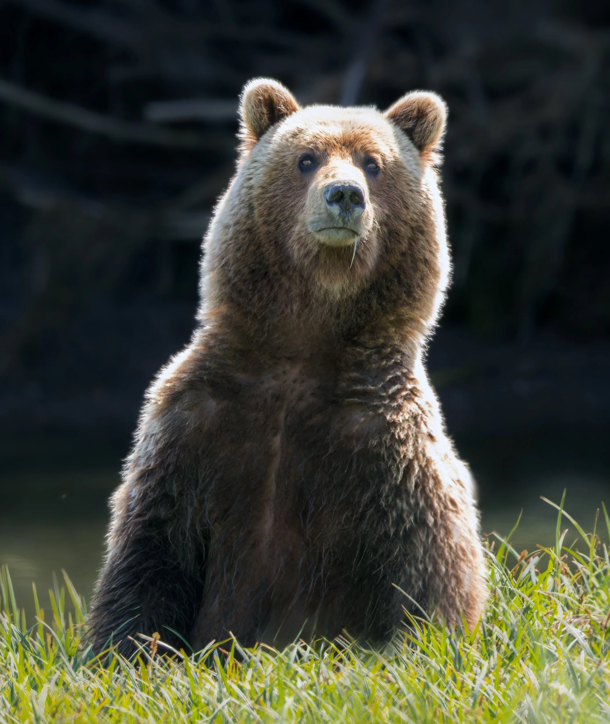 Female Brown Bear backlit in sedge, Lake Clark NP
