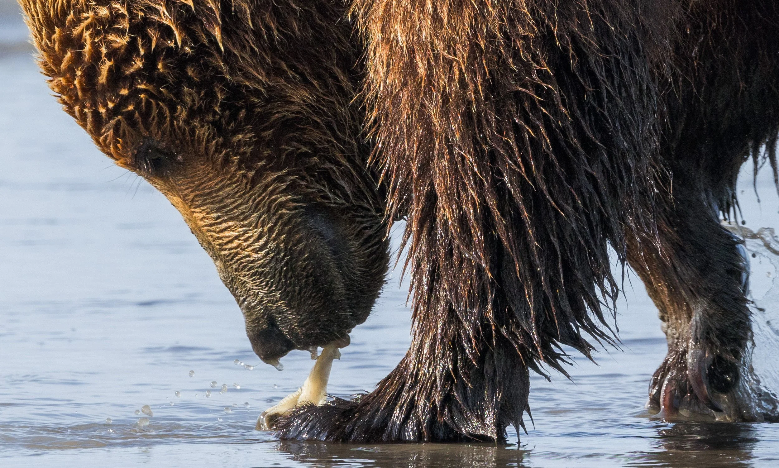 Coastal Brown Bear Eats Clam, Lake Clark NP