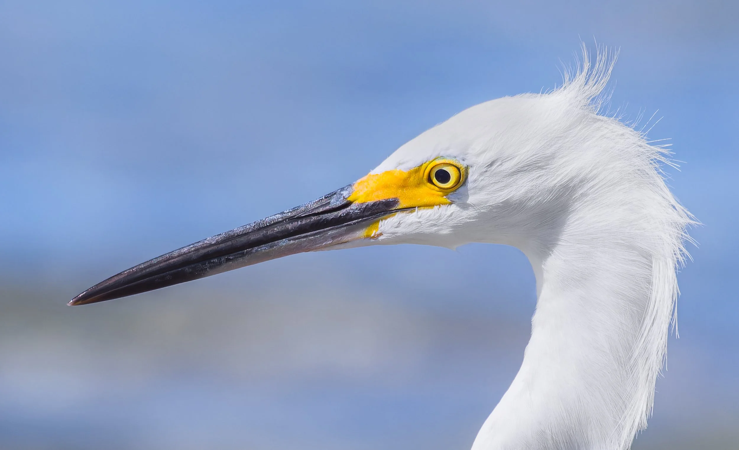 Snowy Egret portrait, La Paz, Mexico