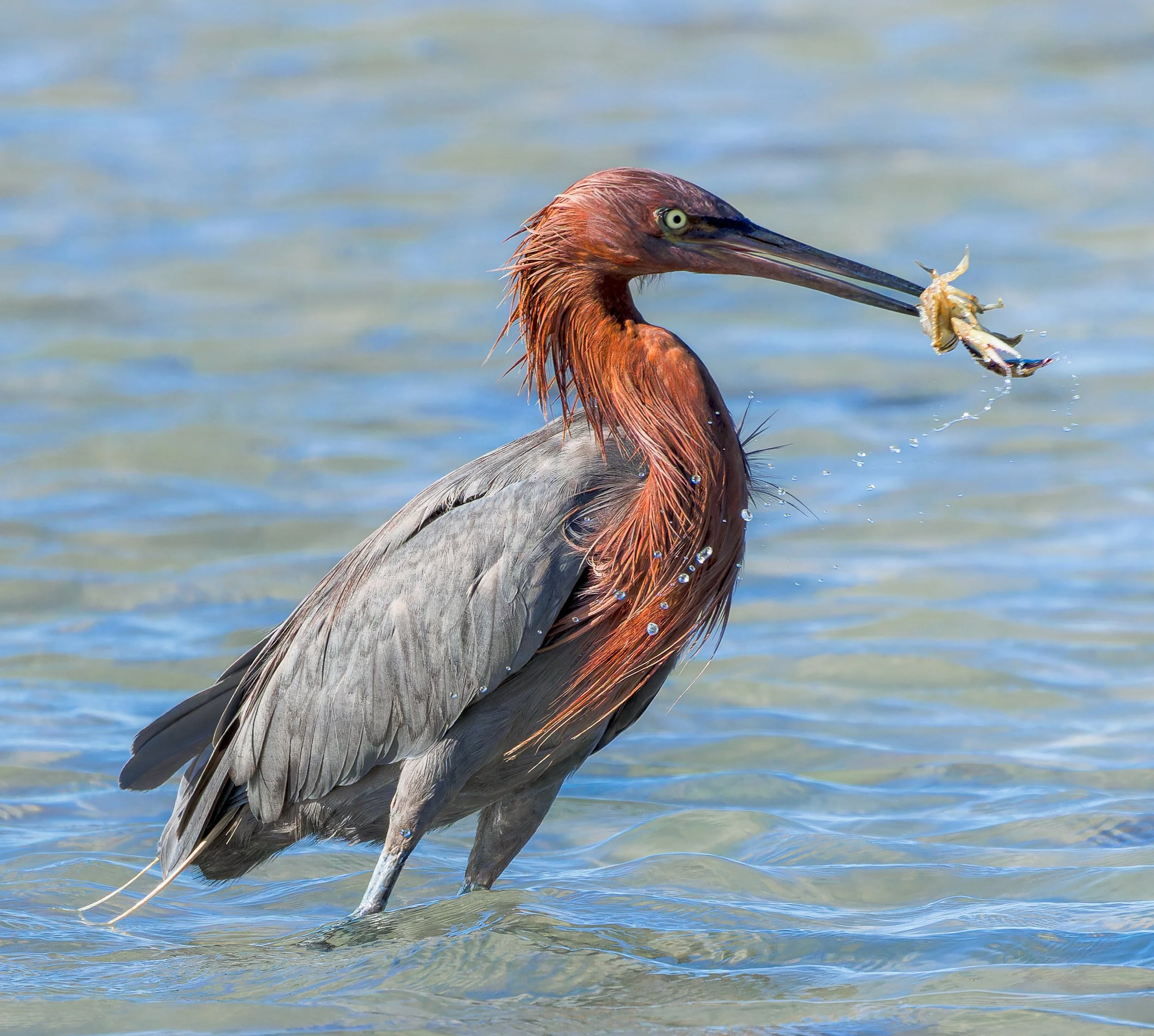 Reddish Egret catches crab, La Paz, Mexico