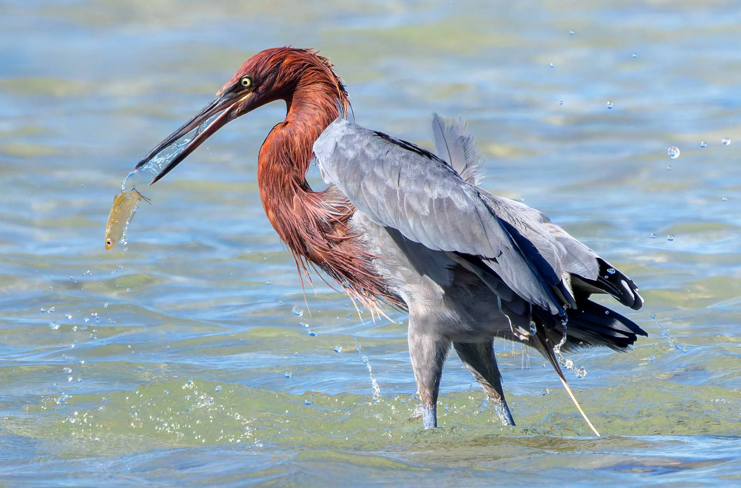 Reddish Egret catches fish, La Paz, Mexico