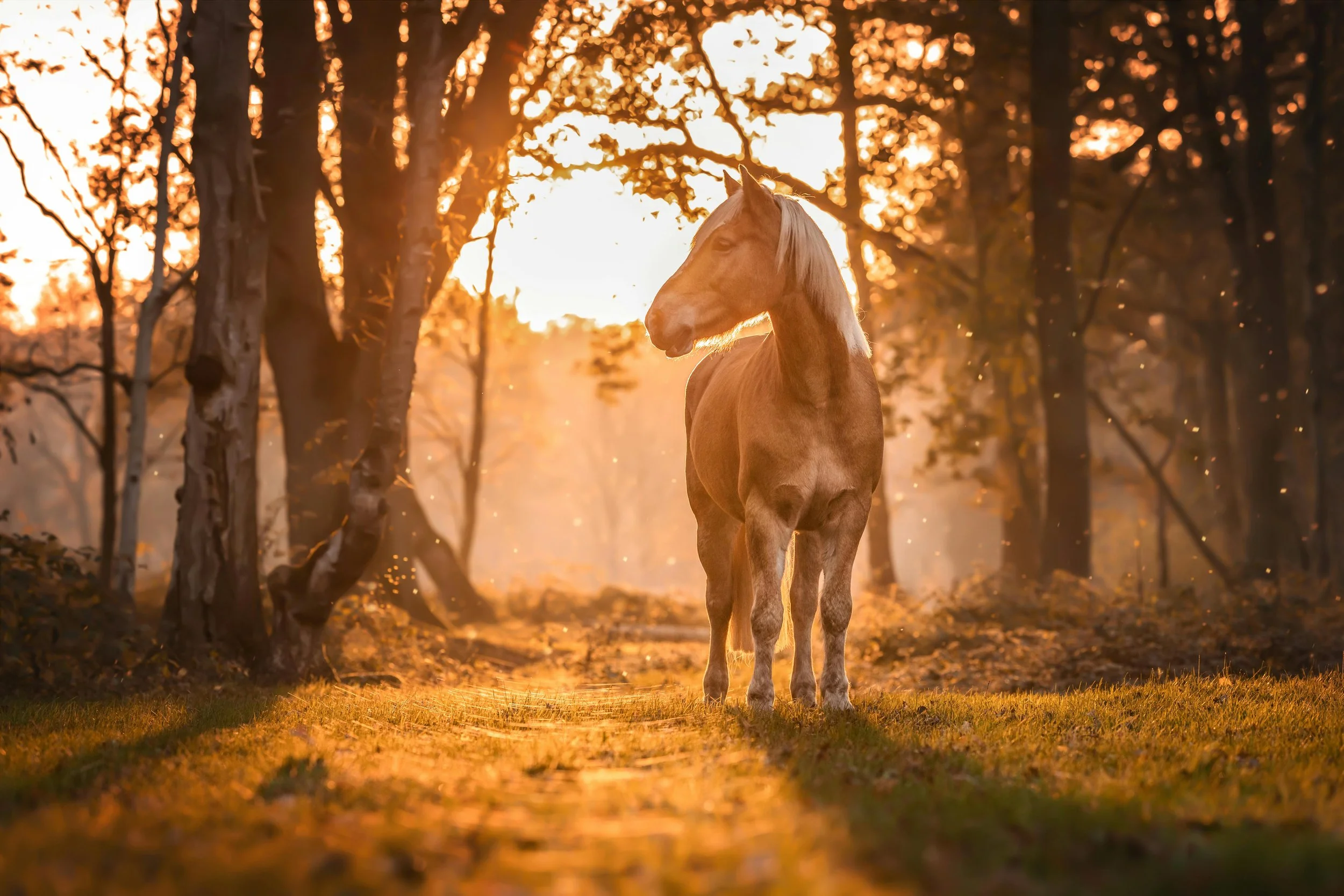 Wholistic equine chiropractic care offered. A blonde horse standing on a forest path during sunset, surrounded by trees with orange leaves.