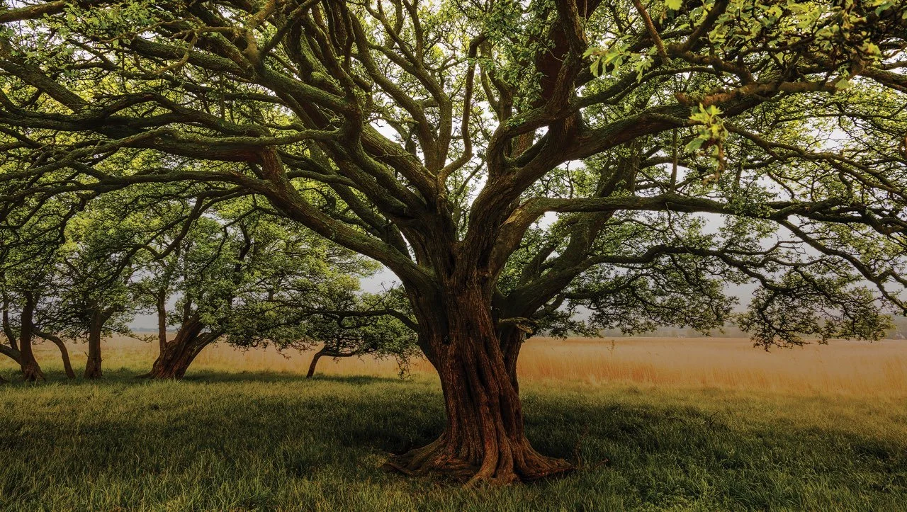 The Call to Multiply: Living From the Tree of Life