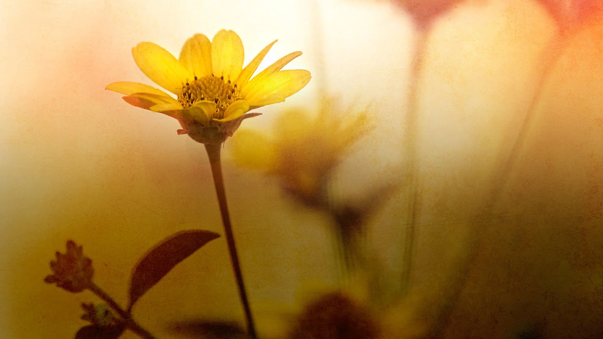 The Gift of Being Present in a World of Comparison