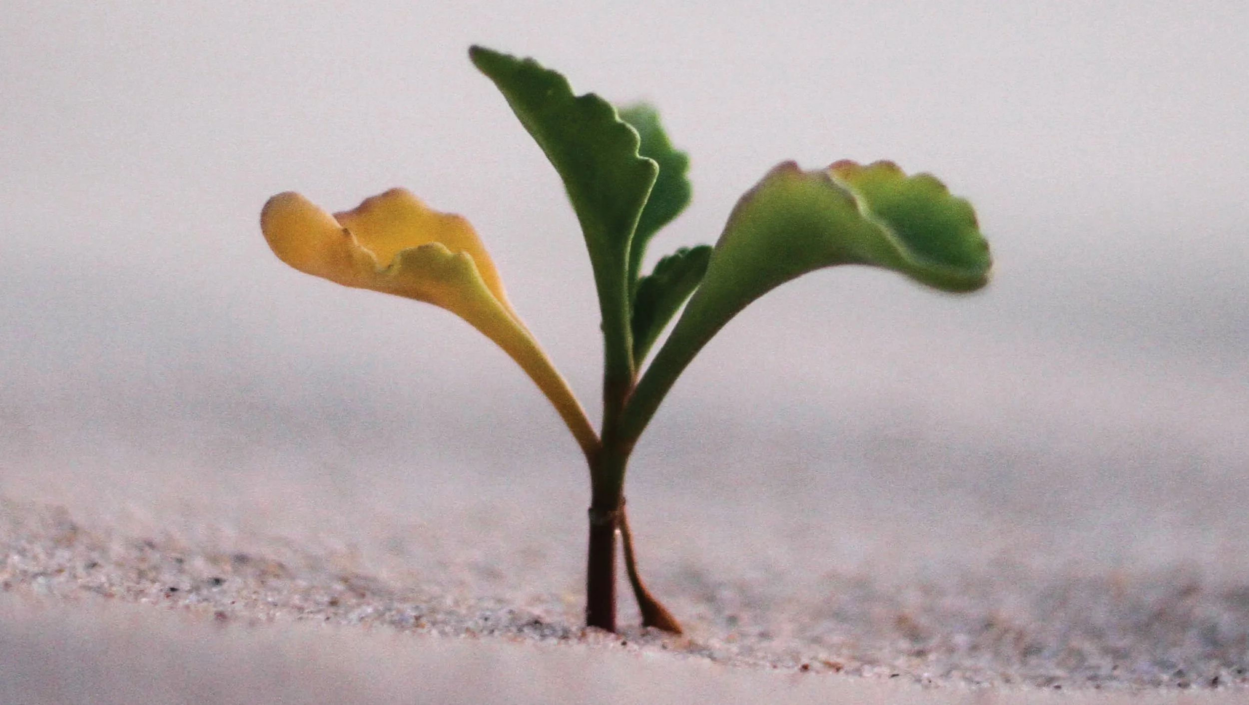 When Hearts Turn Towards Reconciliation
