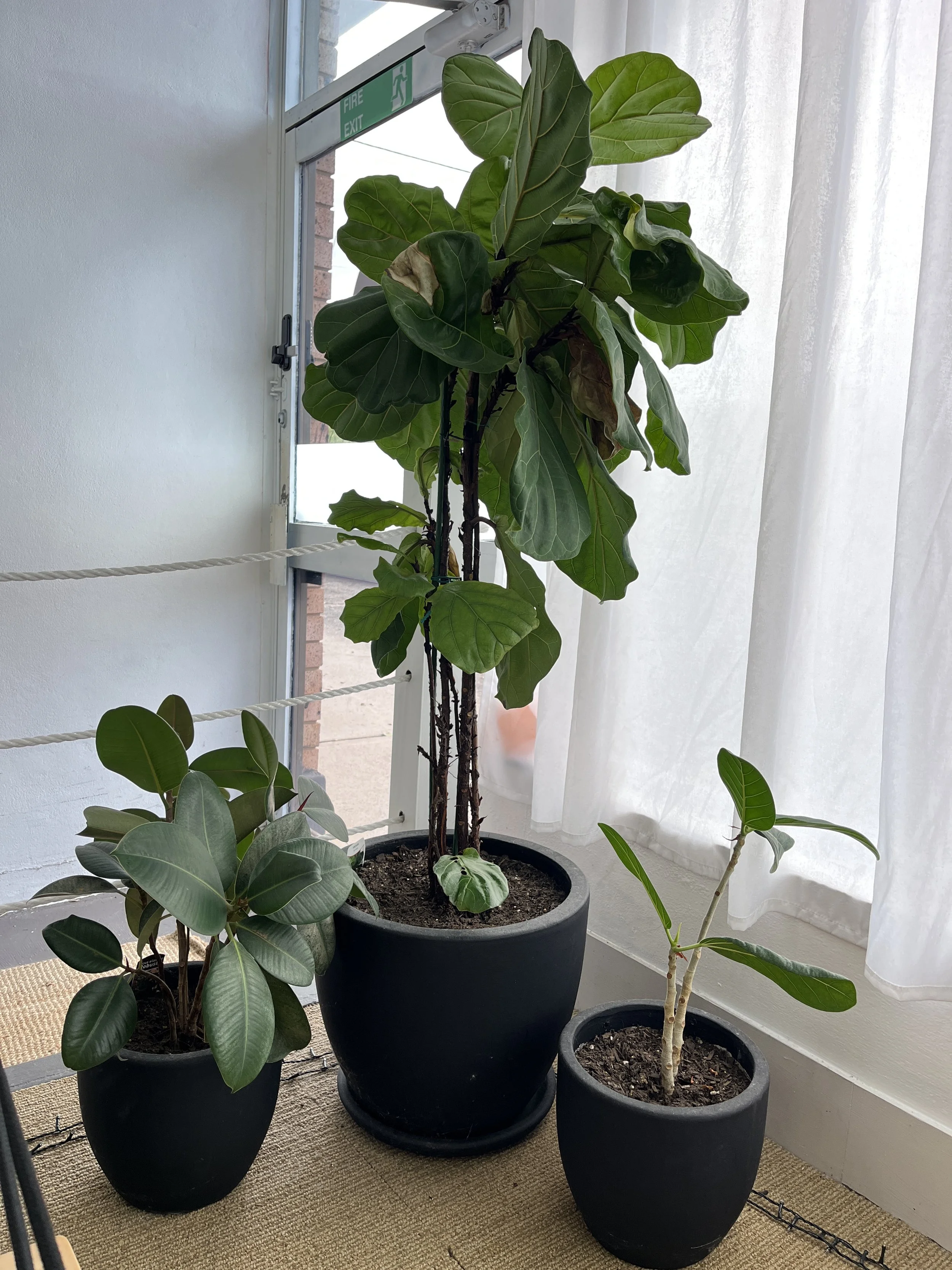 Three potted indoor plants placed on a beige carpet near a white wall with a window and white curtains. The tallest plant has large dark green leaves, the middle plant has thick, shiny, dark green leaves, and the smallest plant has a thin stem with a few elongated leaves.