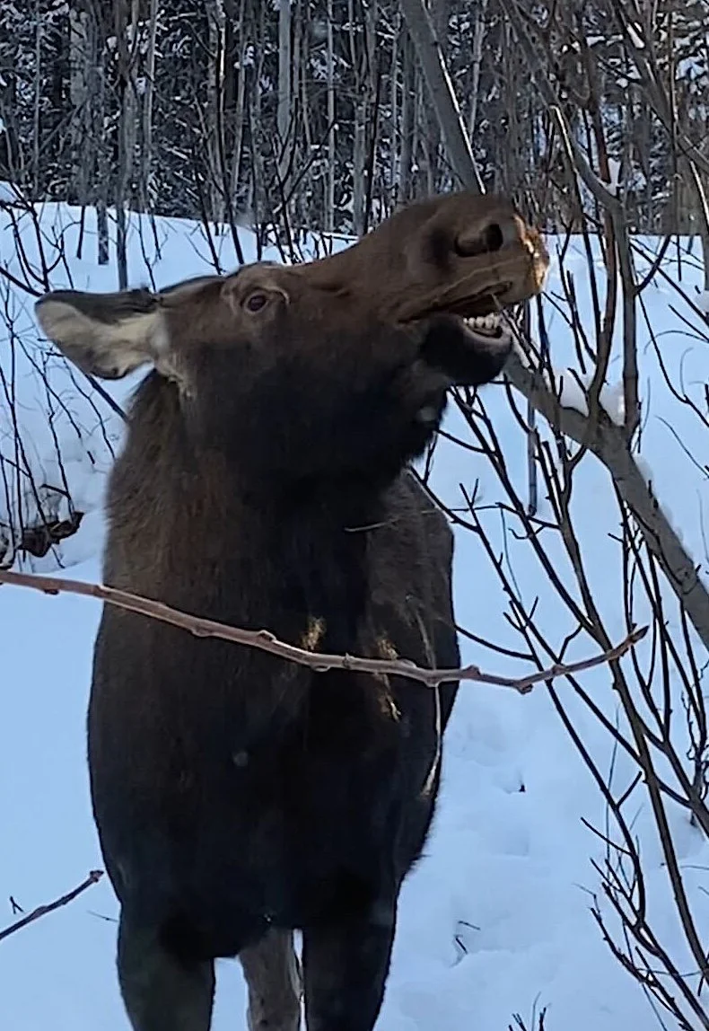How to Prepare Your Alaska Landscape for Winter