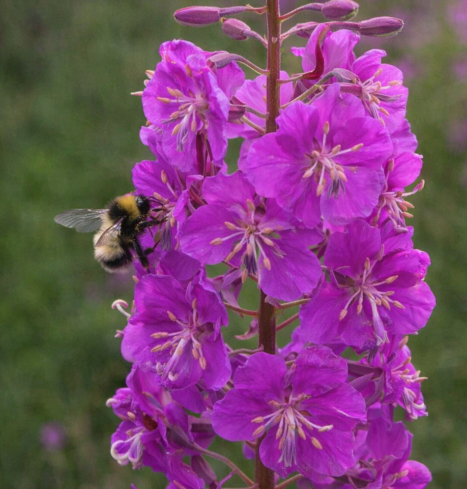 Pollinator Landscaping for Alaska Yards